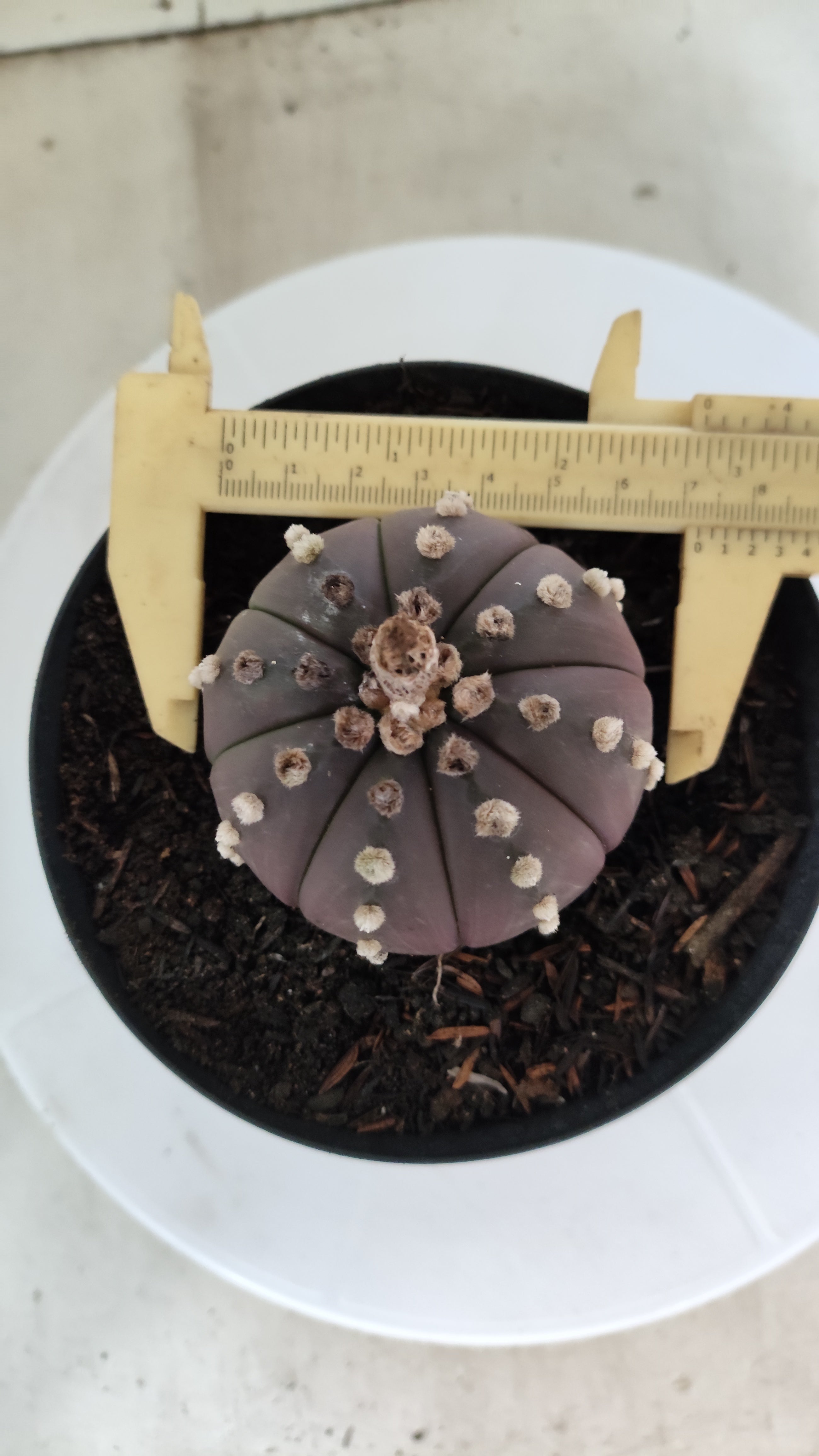 MATRIZ ASTROPHYTUM ASTÉRIAS "Purple" Nº 1225 – vaso 15
