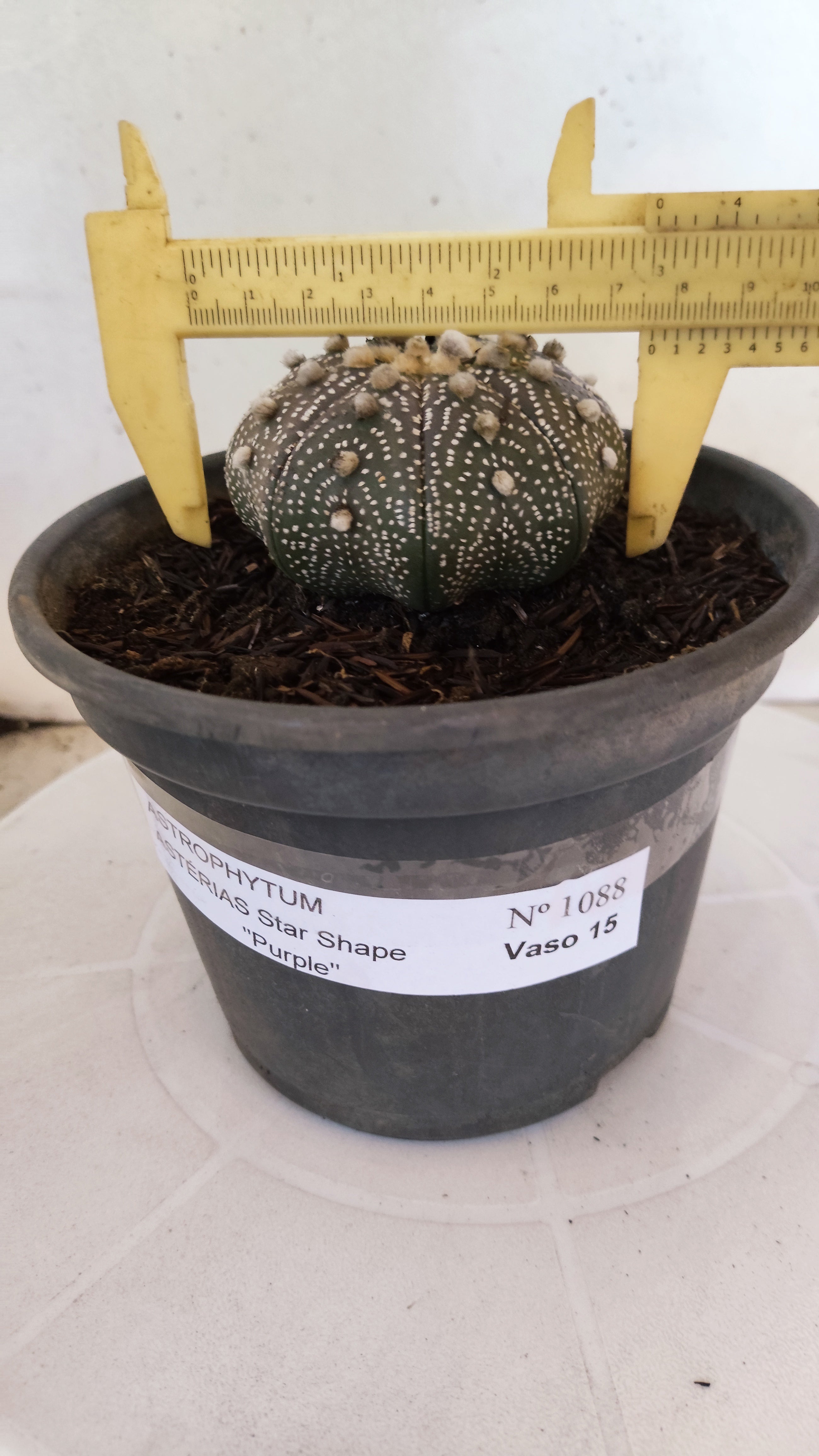 ASTROPHYTUM ASTERIAS "STAR SHAPE - Purple"   Nº 1088 – vaso 15