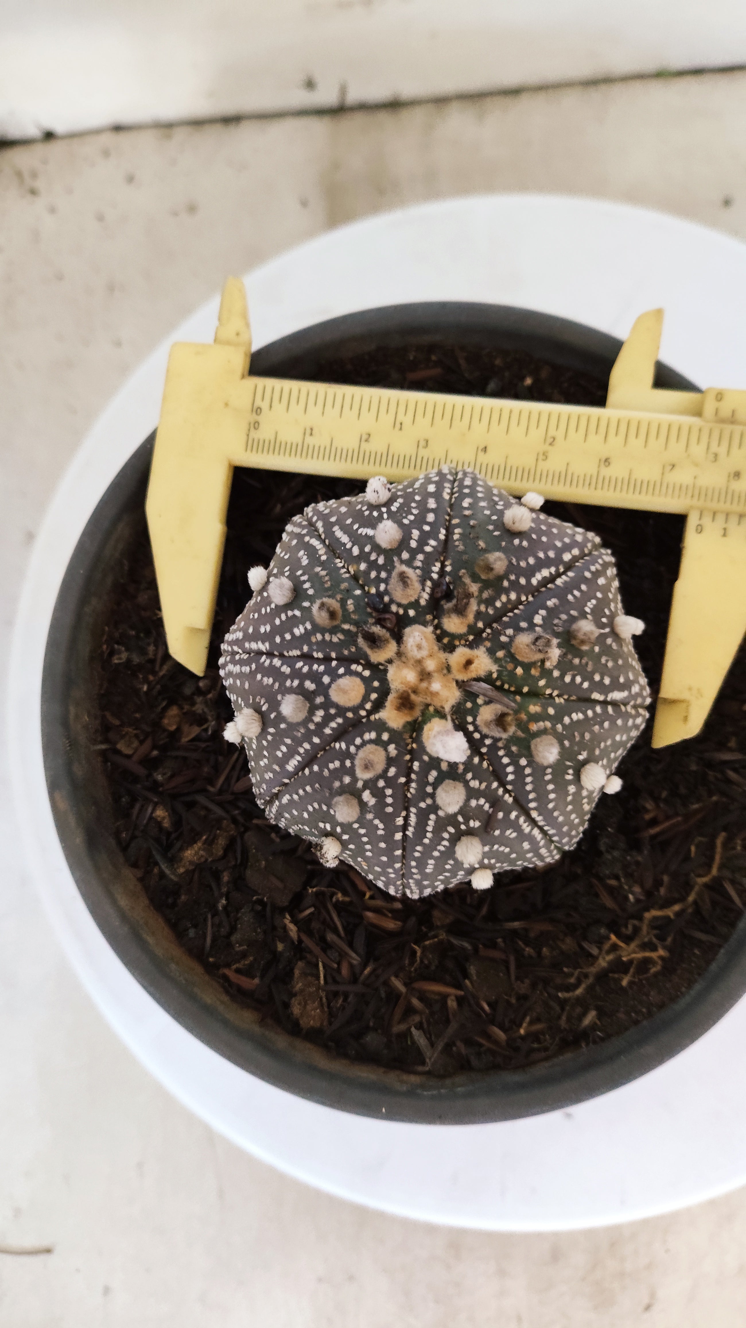 ASTROPHYTUM ASTERIAS "STAR SHAPE - Purple"   Nº 1088 – vaso 15