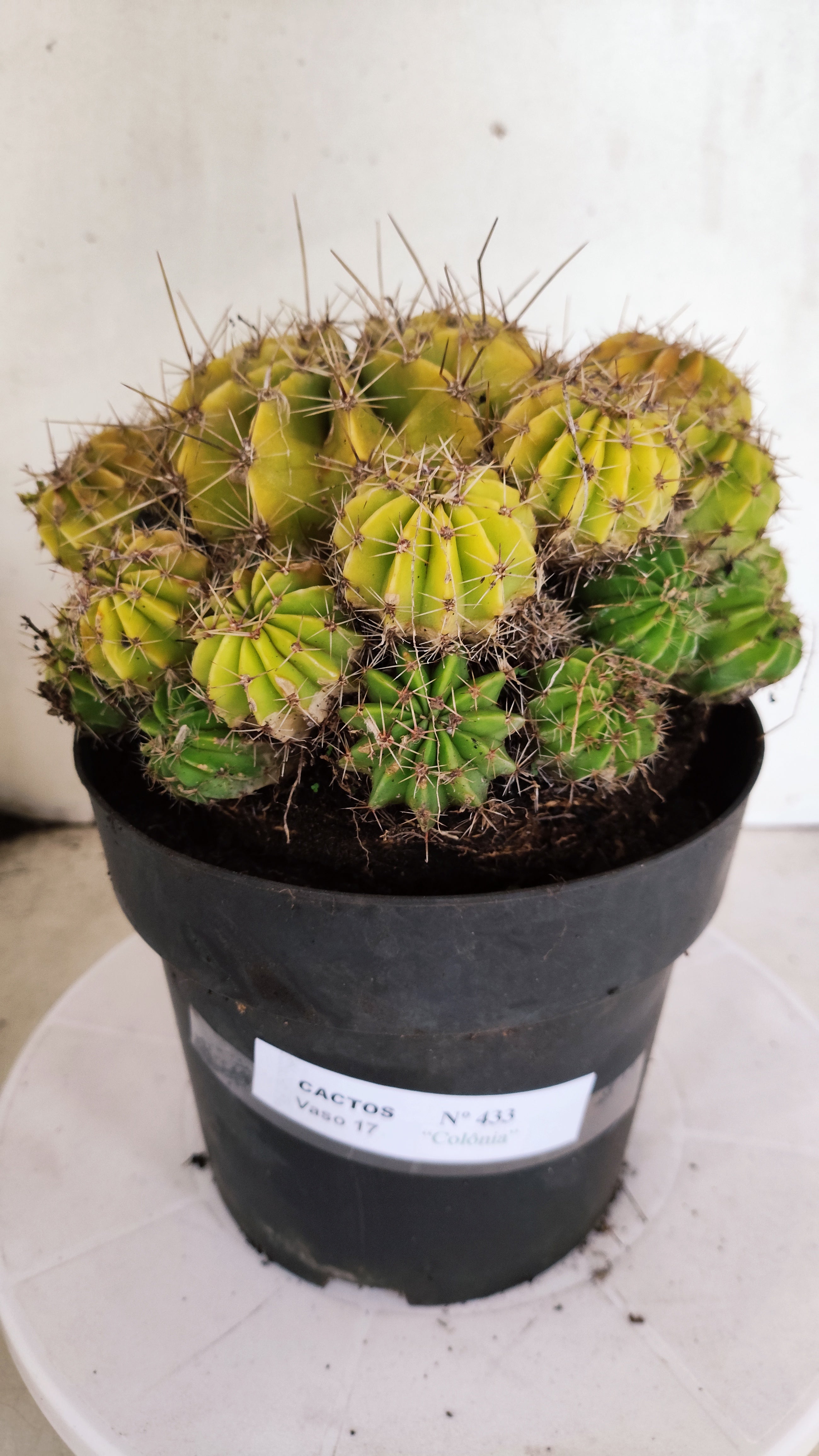 Cactos ECHINOCACTUS  "Colônia"  Nº 433 – vaso 17