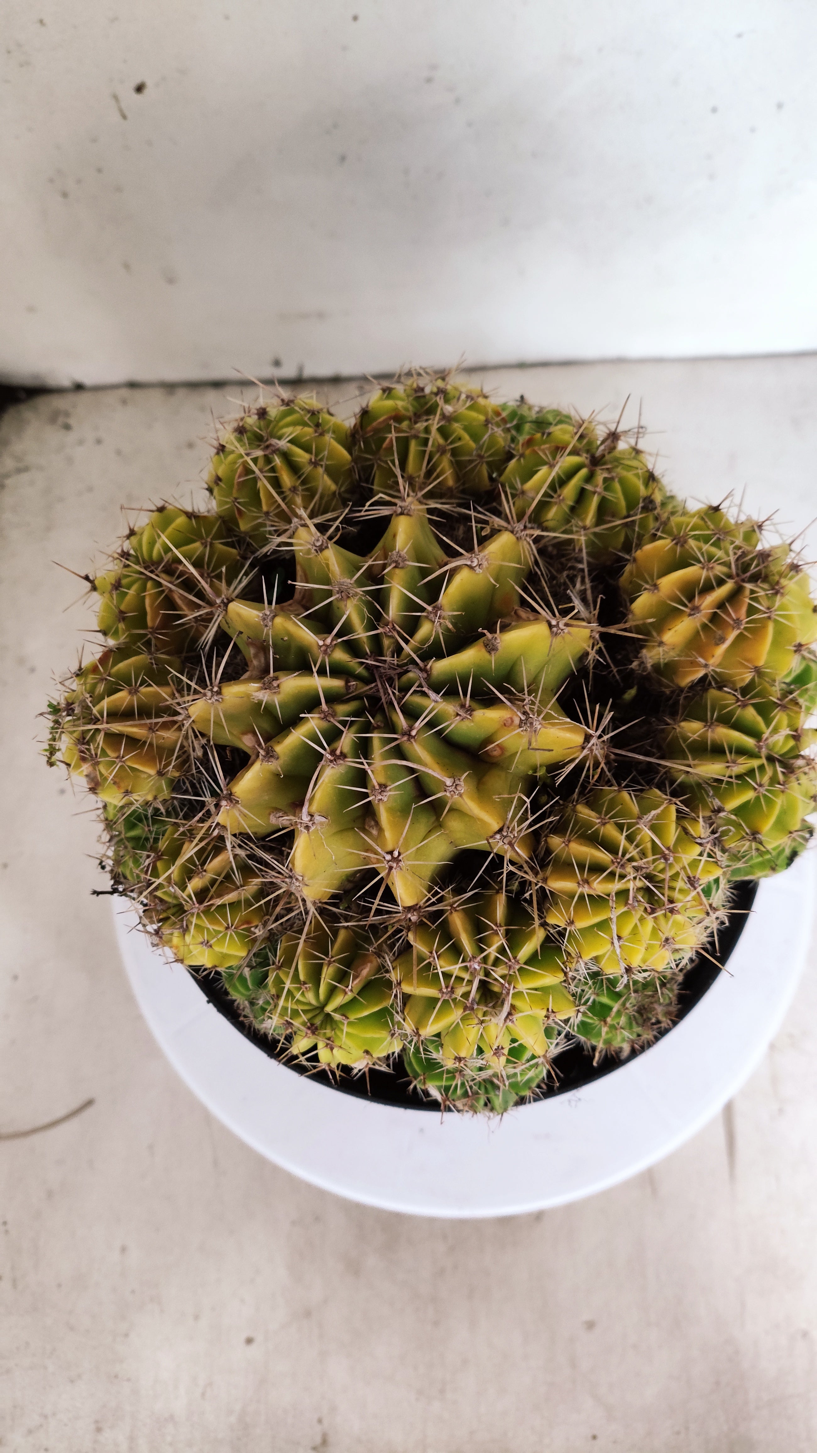 Cactos ECHINOCACTUS  "Colônia"  Nº 433 – vaso 17