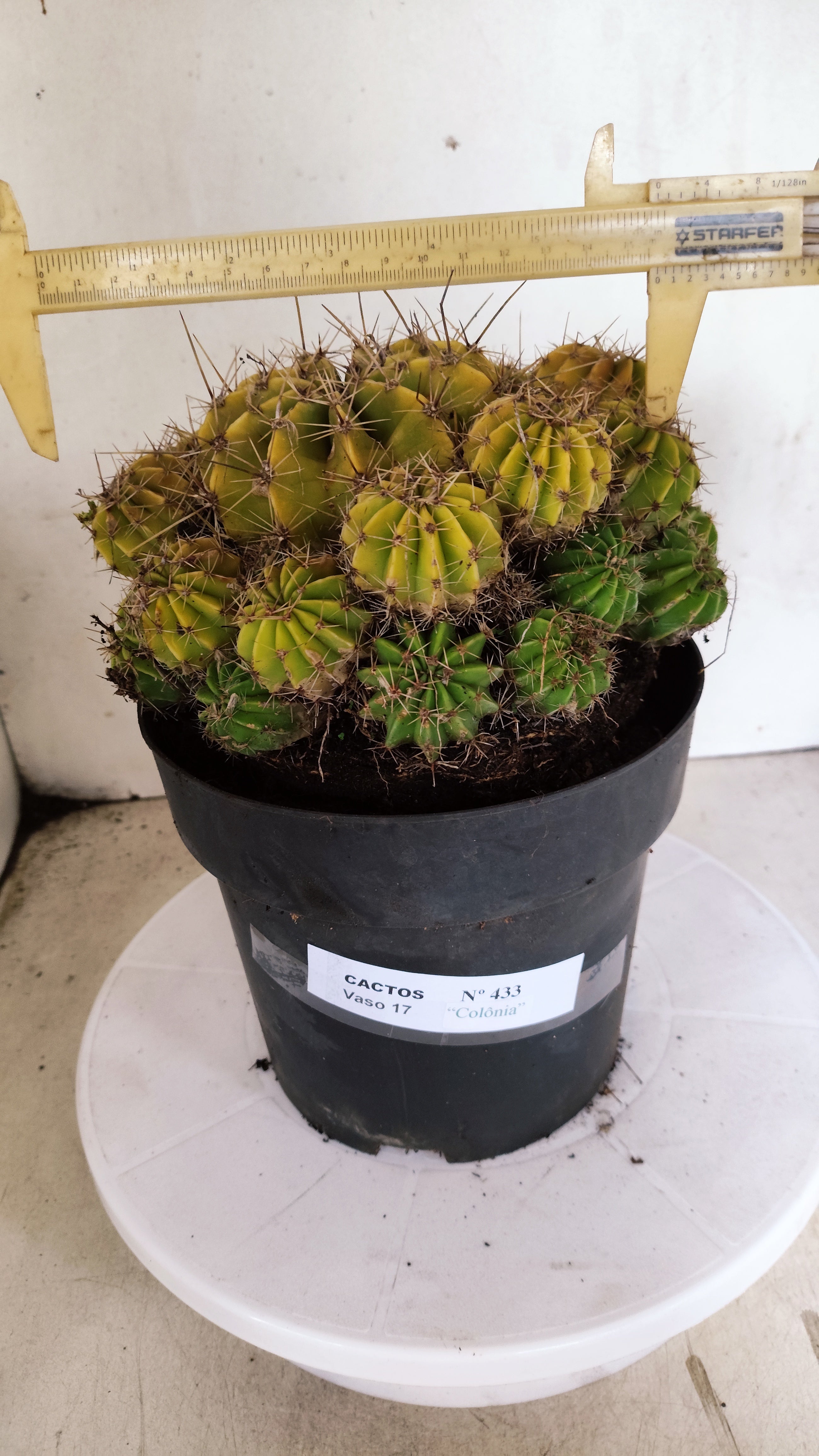 Cactos ECHINOCACTUS  "Colônia"  Nº 433 – vaso 17