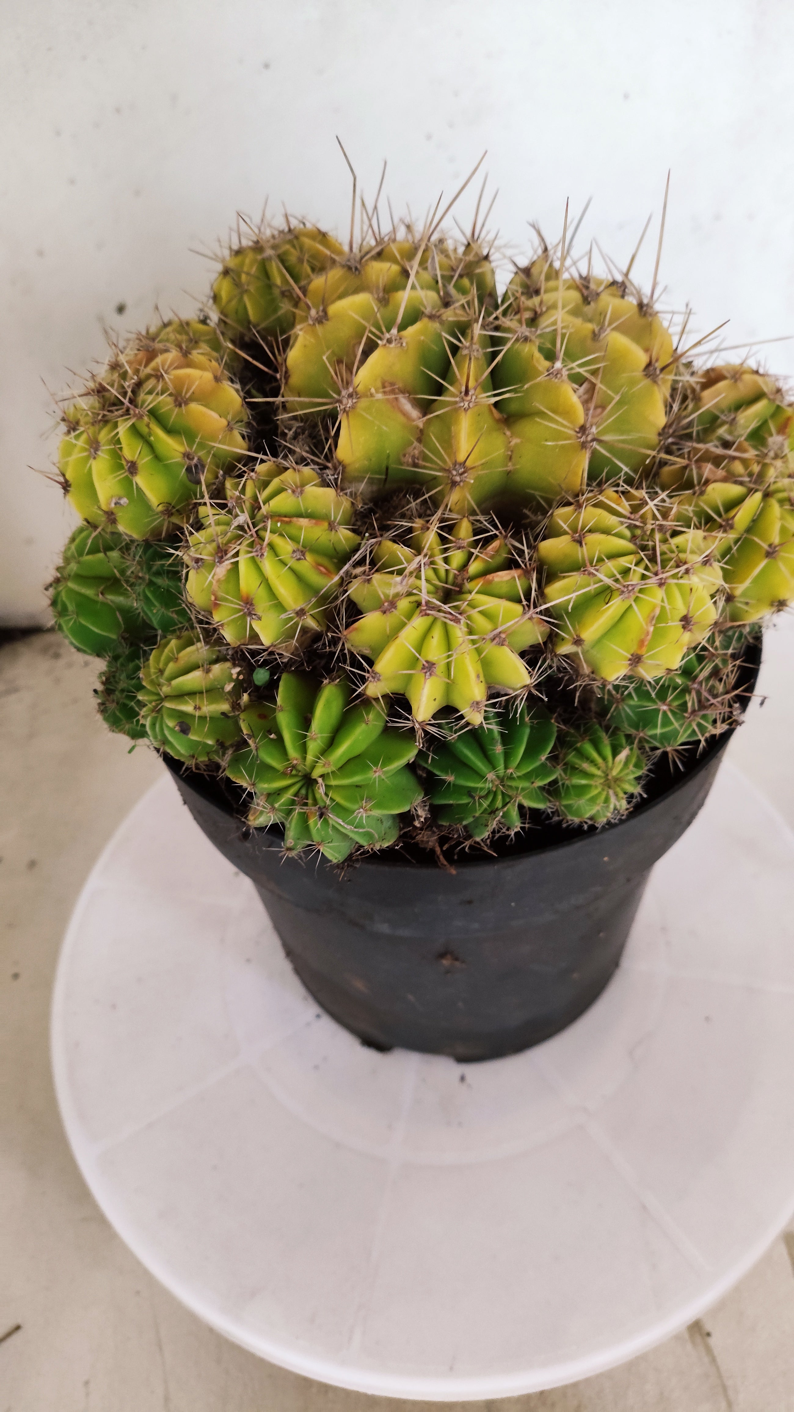 Cactos ECHINOCACTUS  "Colônia"  Nº 433 – vaso 17