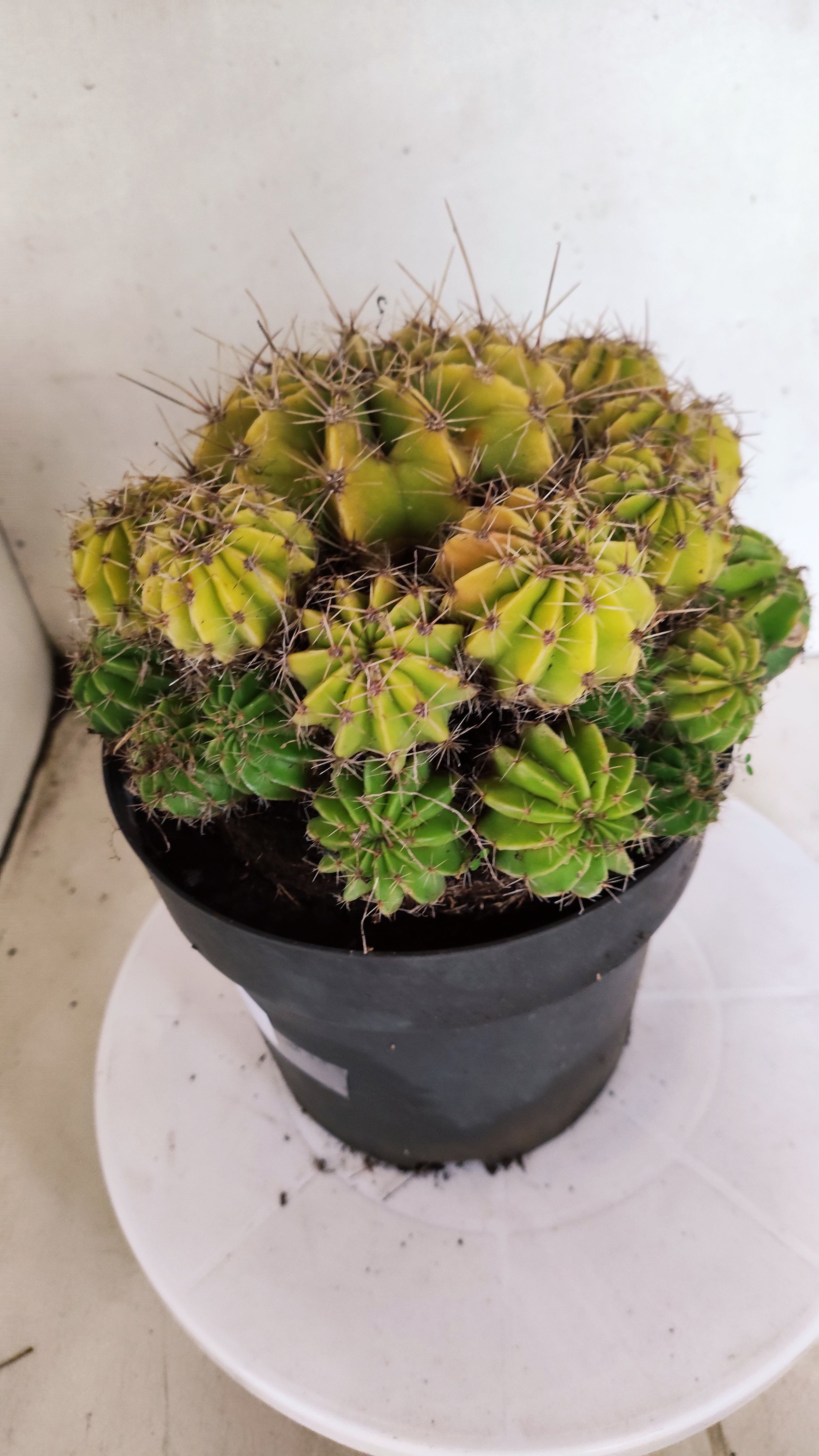 Cactos ECHINOCACTUS  "Colônia"  Nº 433 – vaso 17