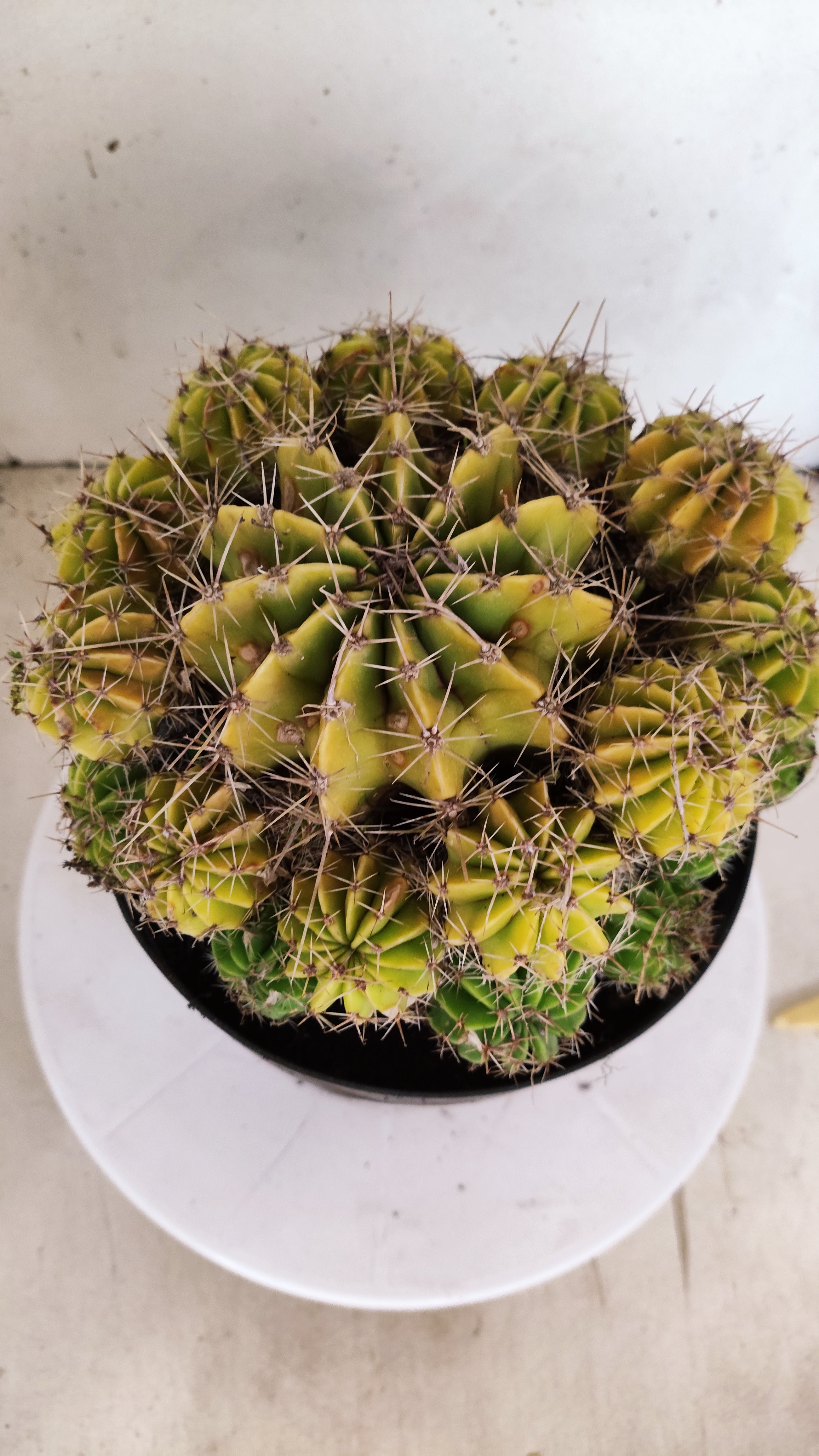 Cactos ECHINOCACTUS  "Colônia"  Nº 433 – vaso 17