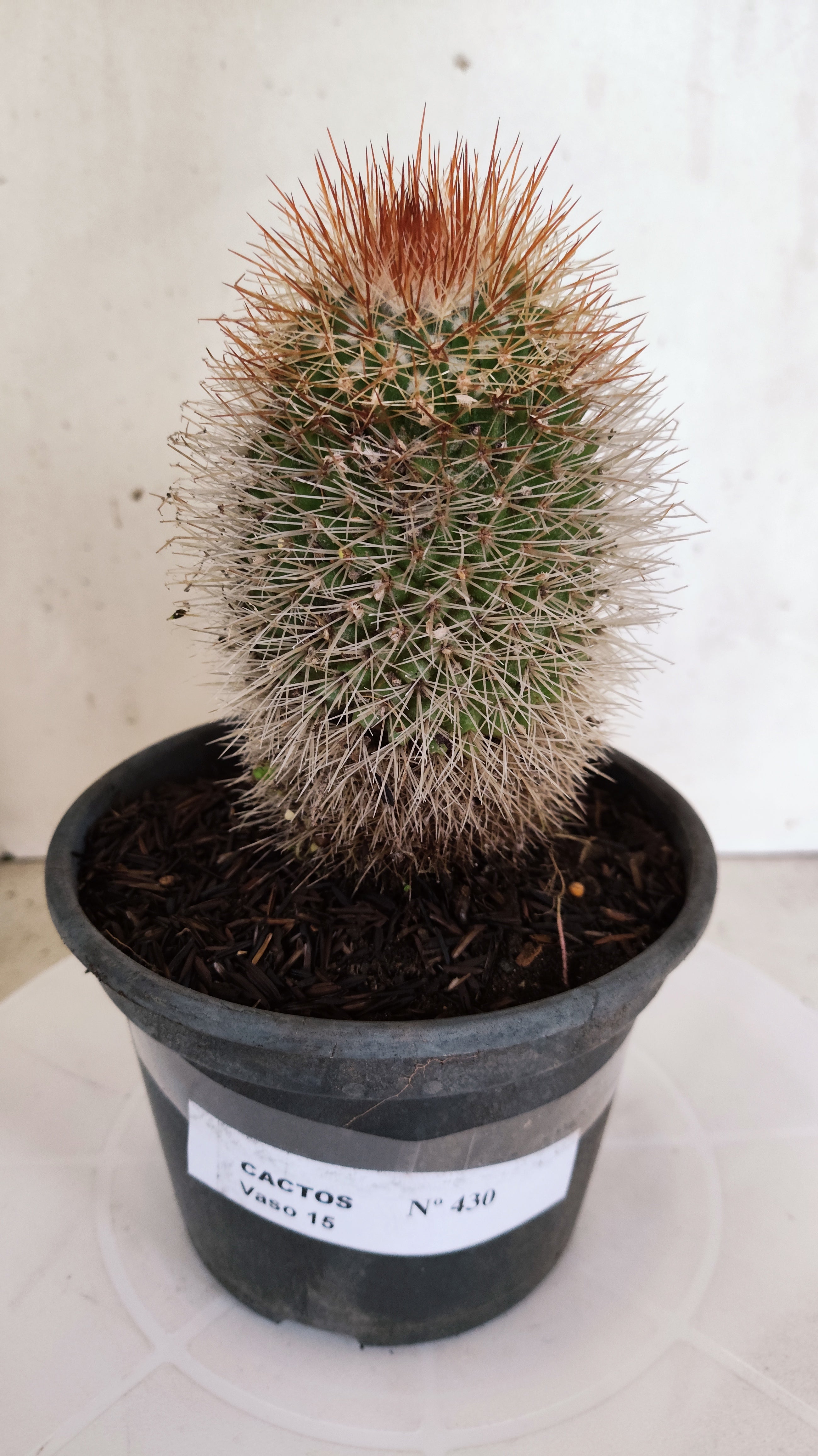 CACTOS Mammillaria Nº 430 – vaso 15