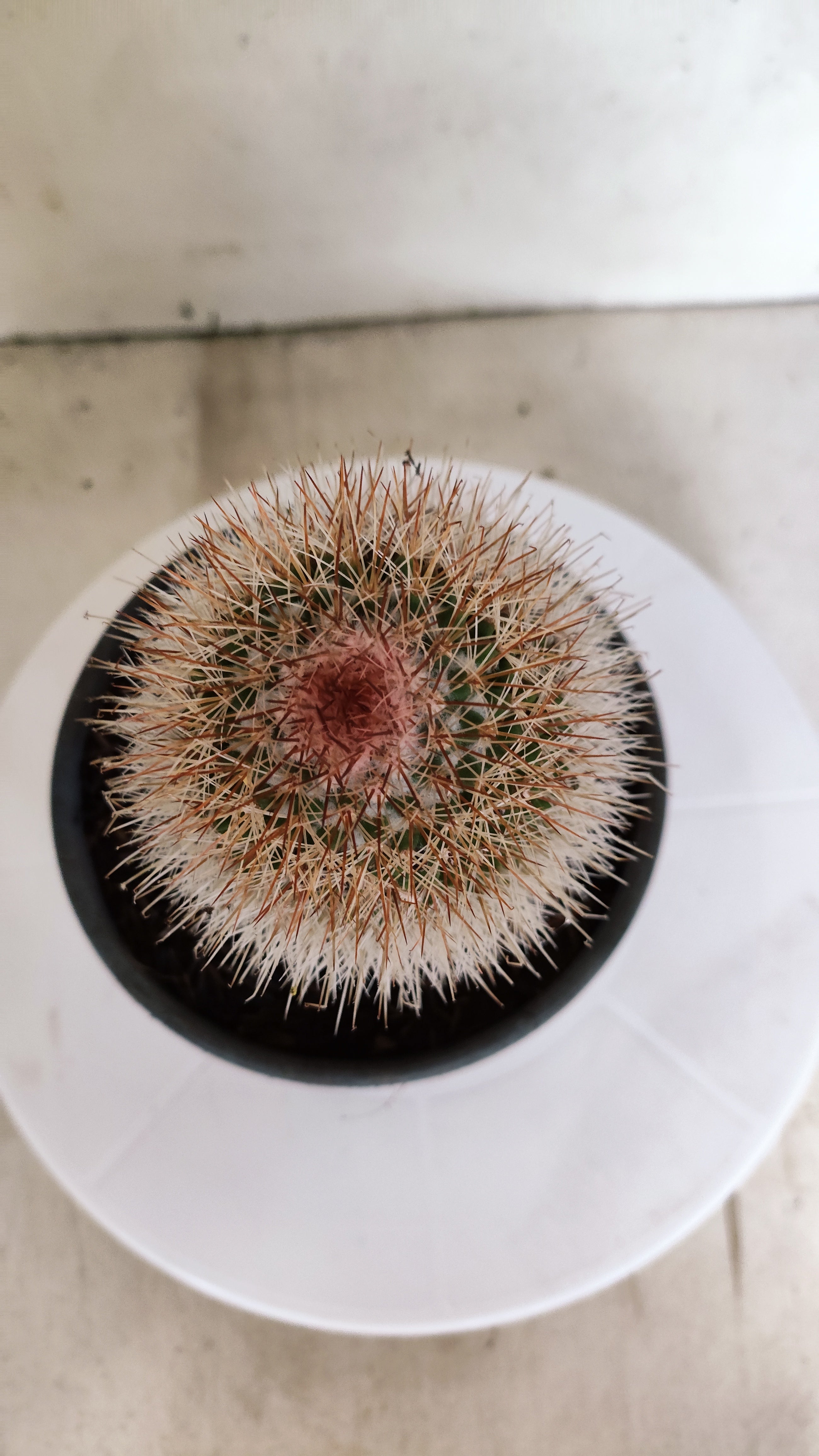 CACTOS Mammillaria Nº 430 – vaso 15