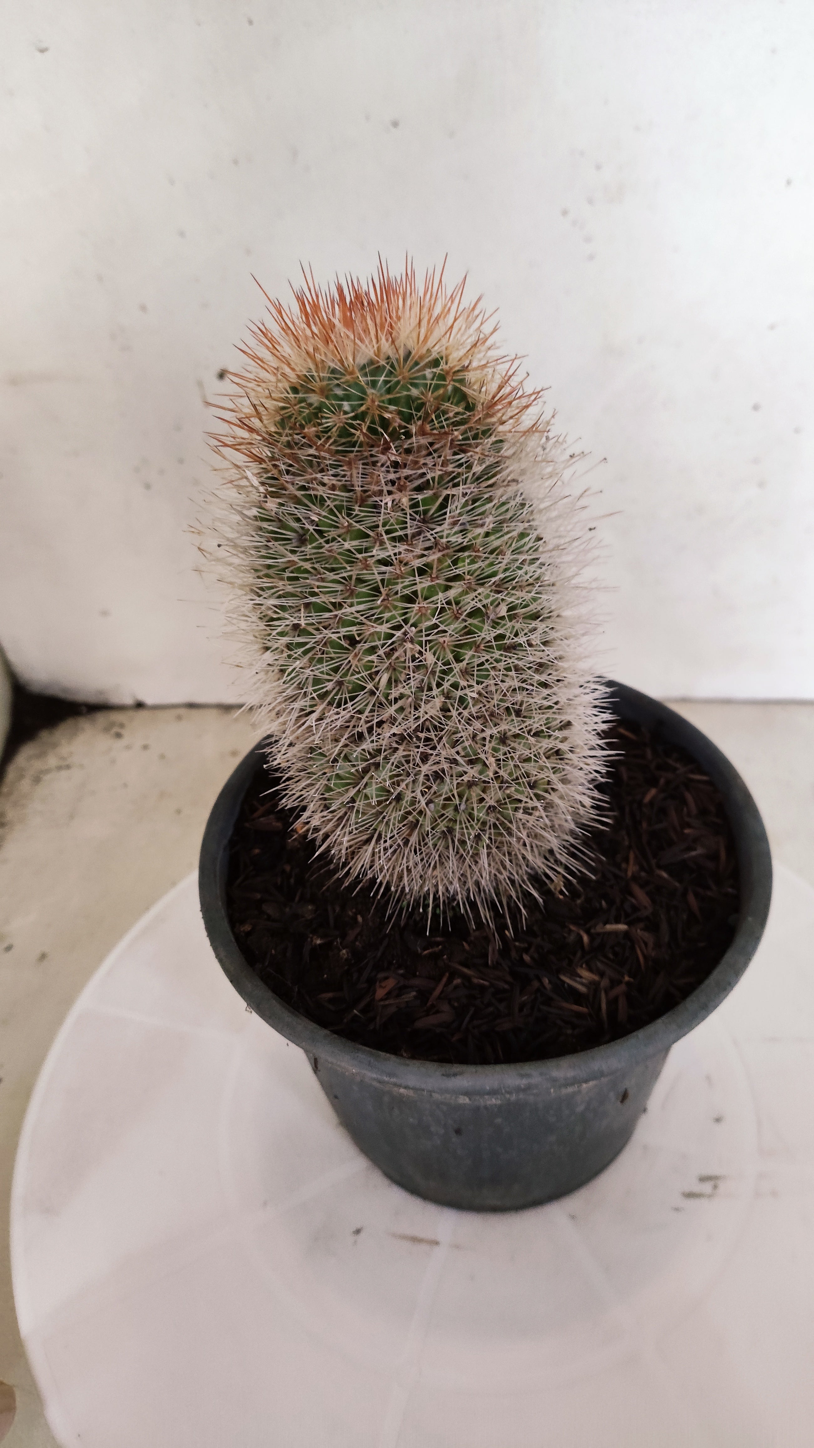 CACTOS Mammillaria Nº 430 – vaso 15