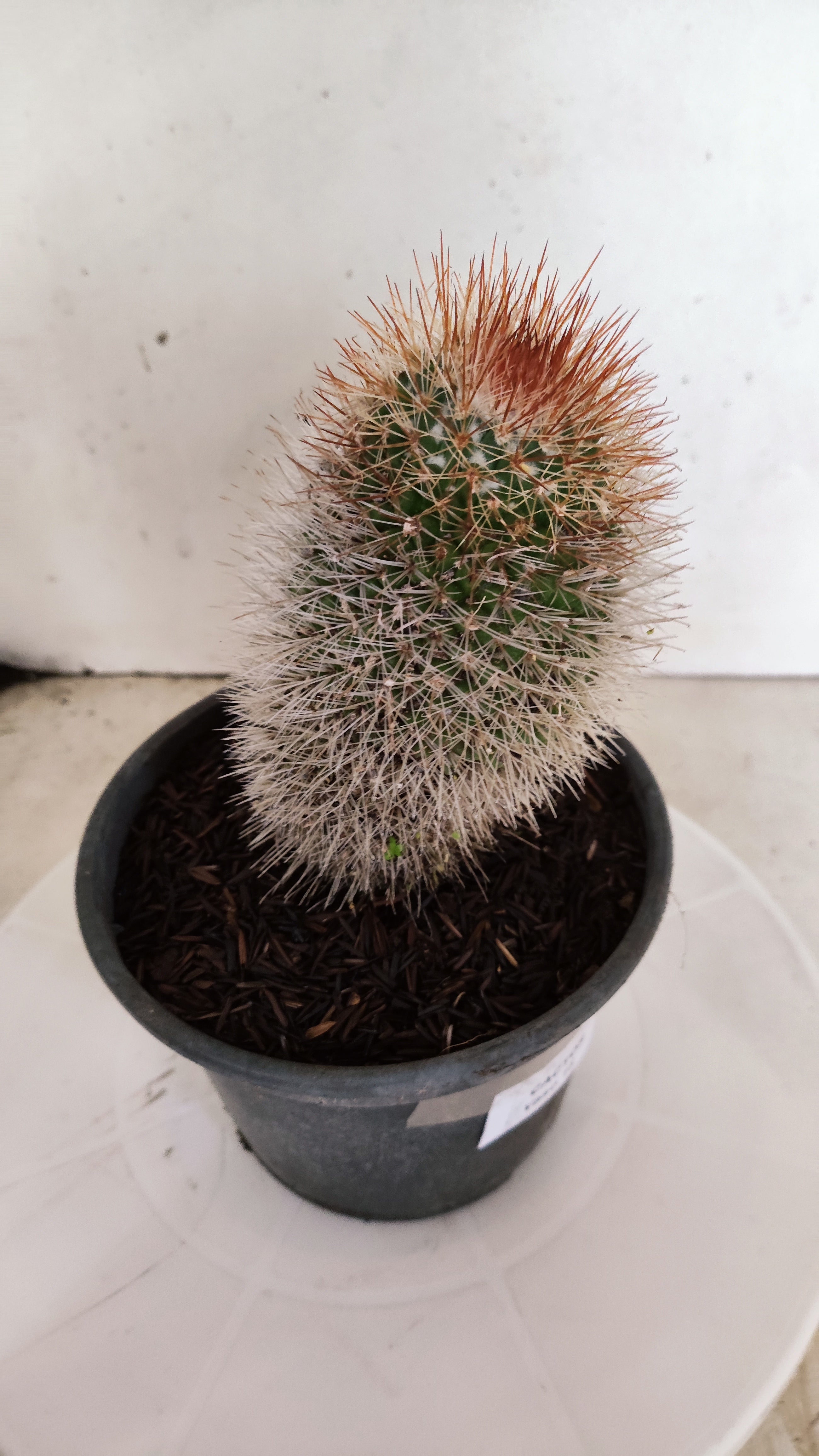 CACTOS Mammillaria Nº 430 – vaso 15