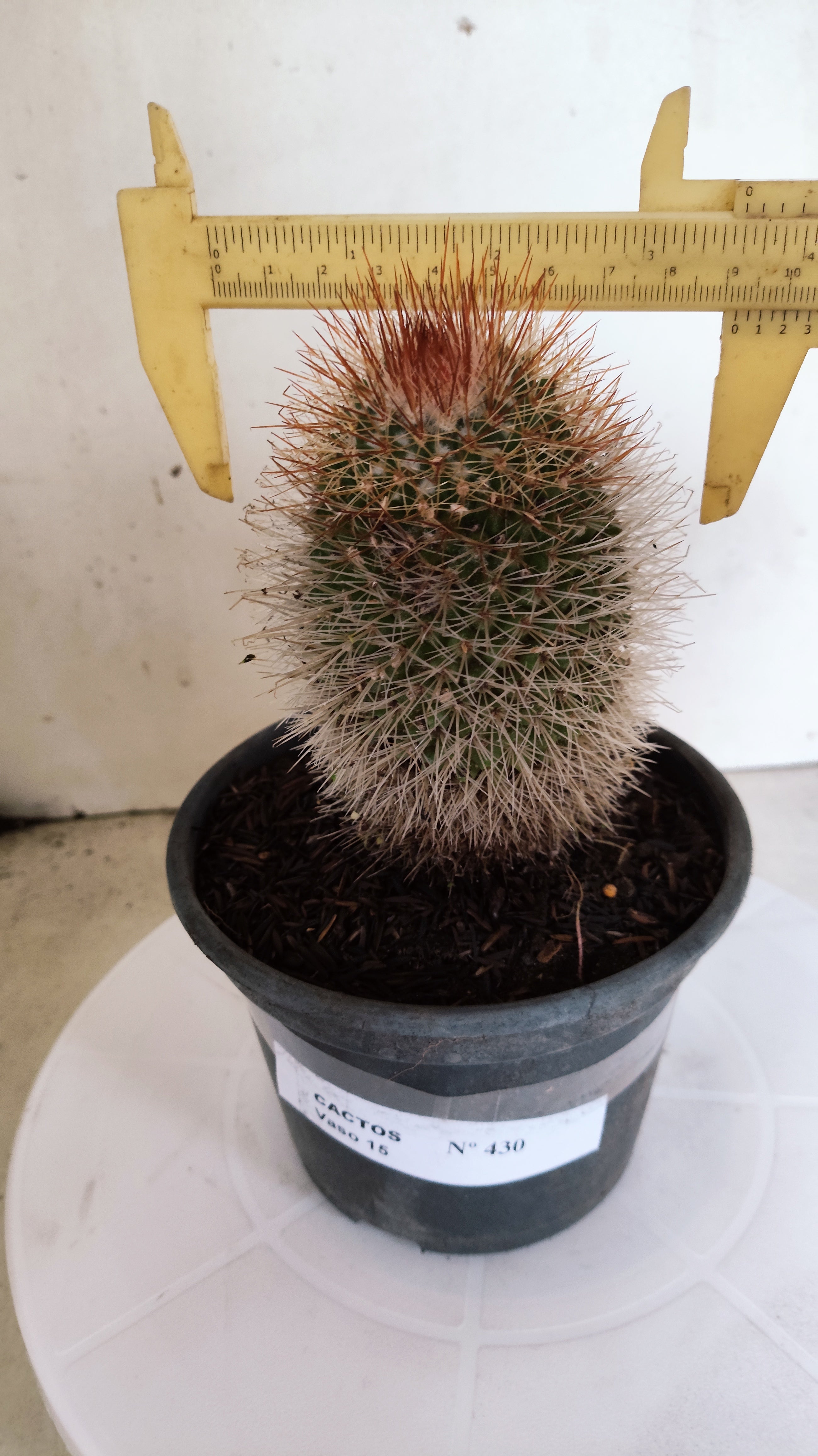 CACTOS Mammillaria Nº 430 – vaso 15