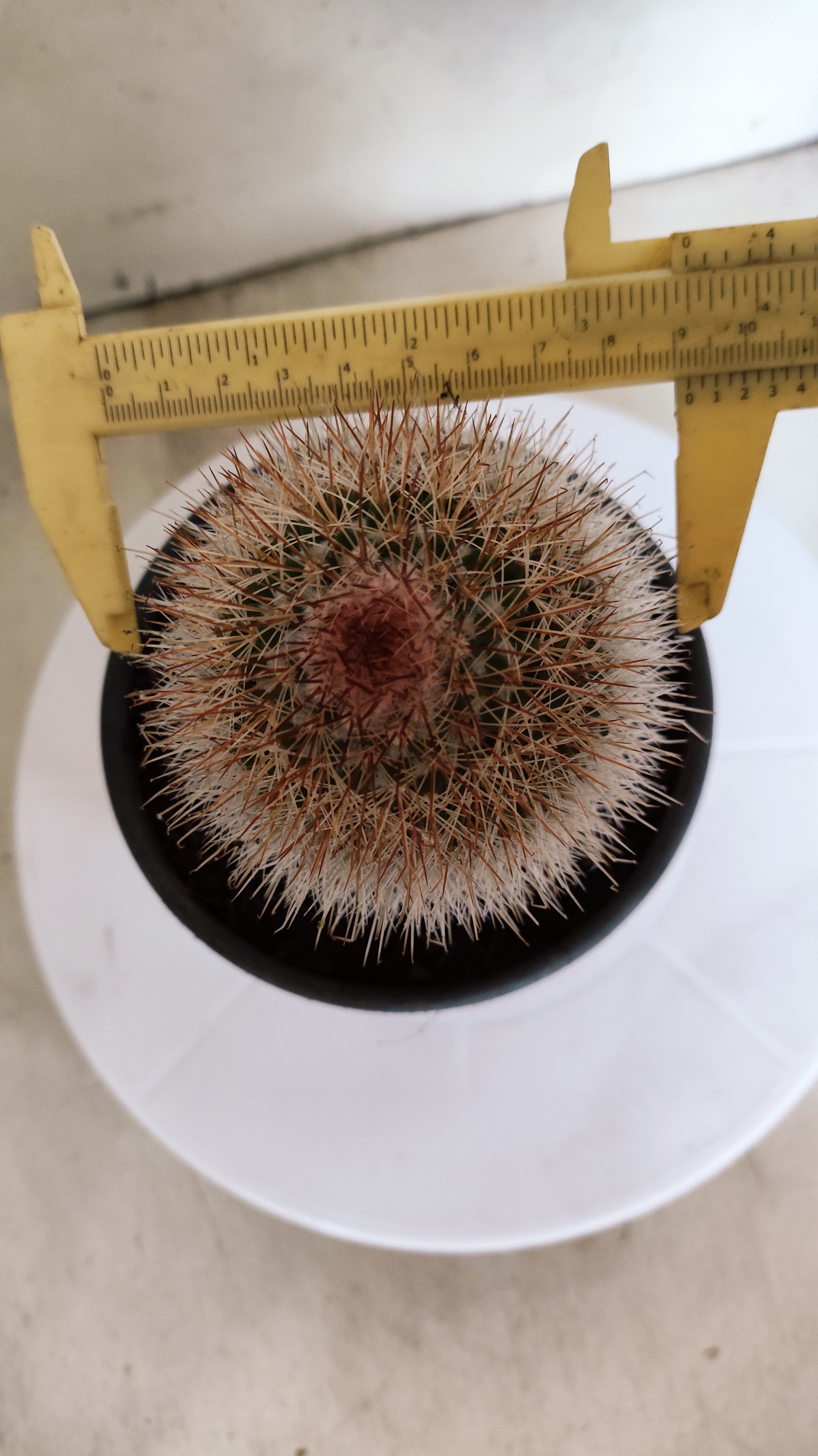 CACTOS Mammillaria Nº 430 – vaso 15
