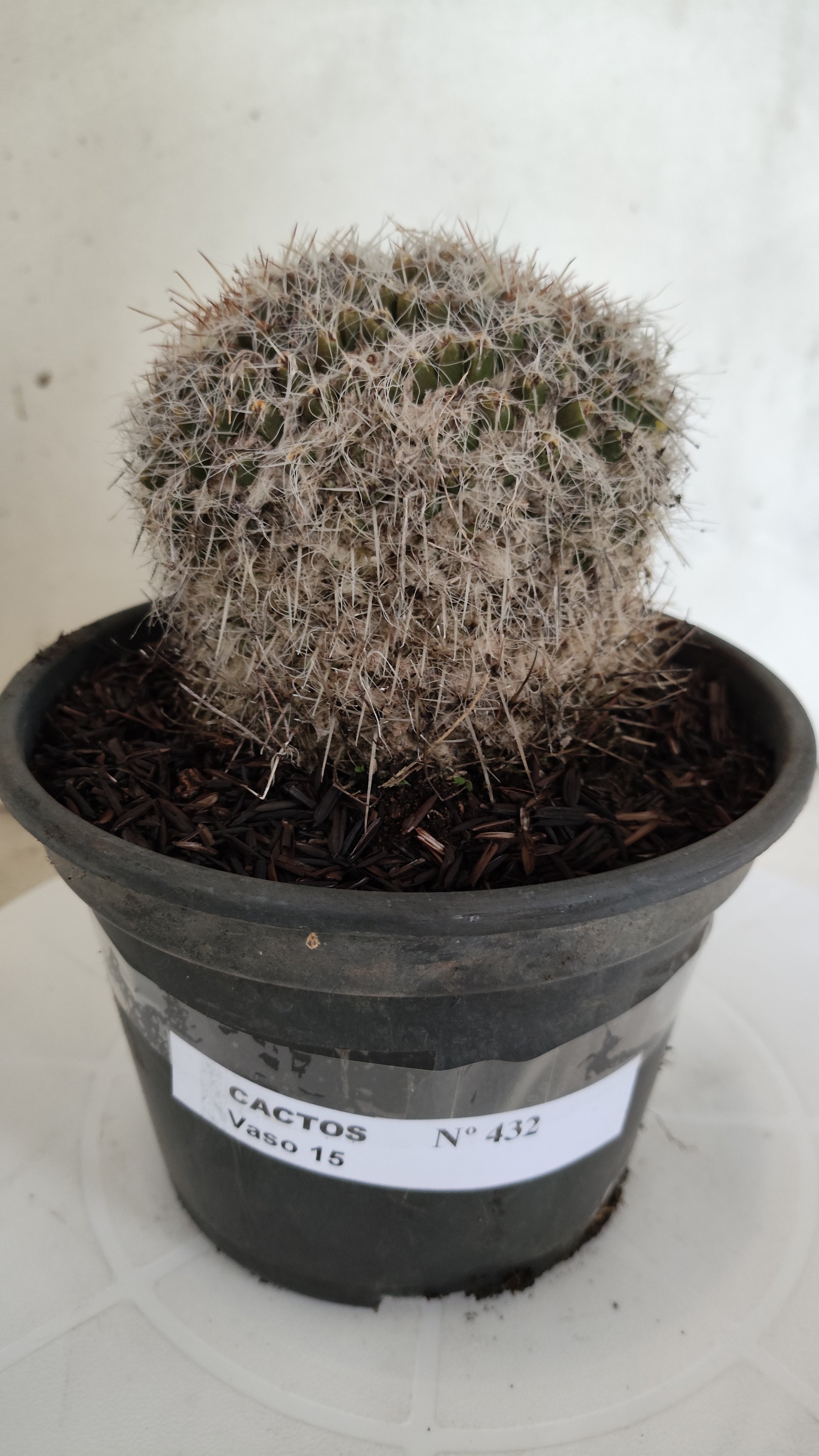 CACTOS Mammillaria Nº 432 – vaso 15