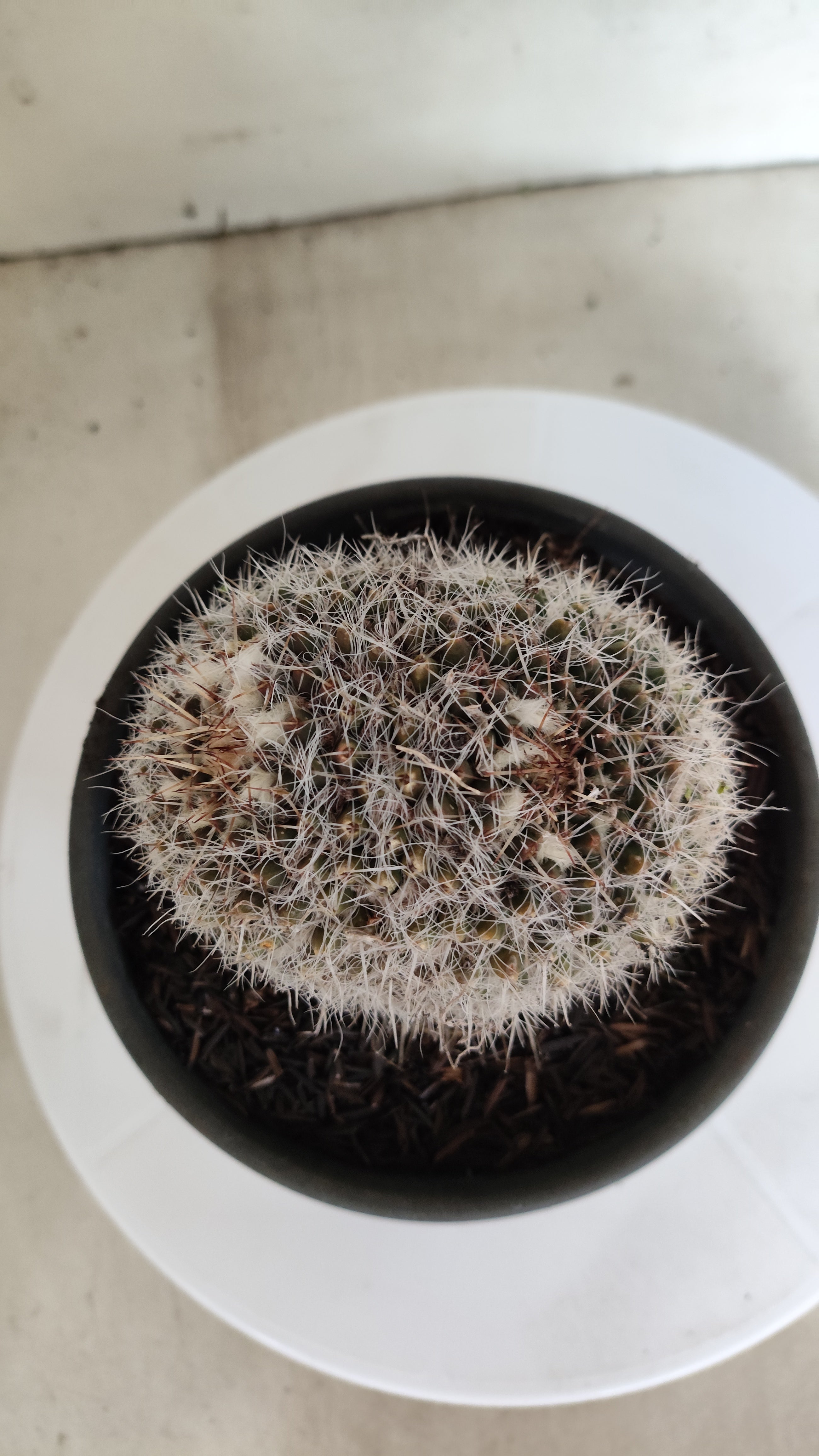 CACTOS Mammillaria Nº 432 – vaso 15