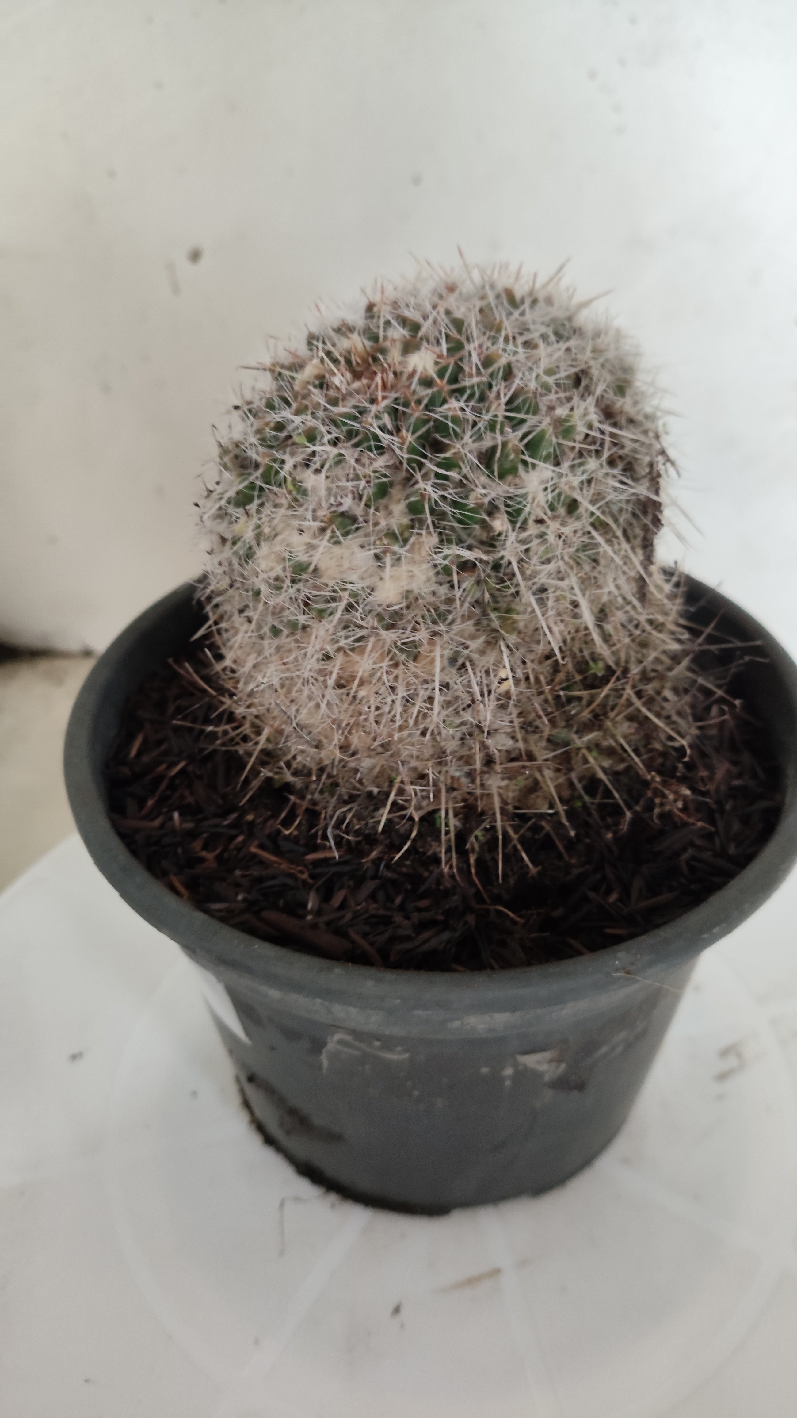 CACTOS Mammillaria Nº 432 – vaso 15
