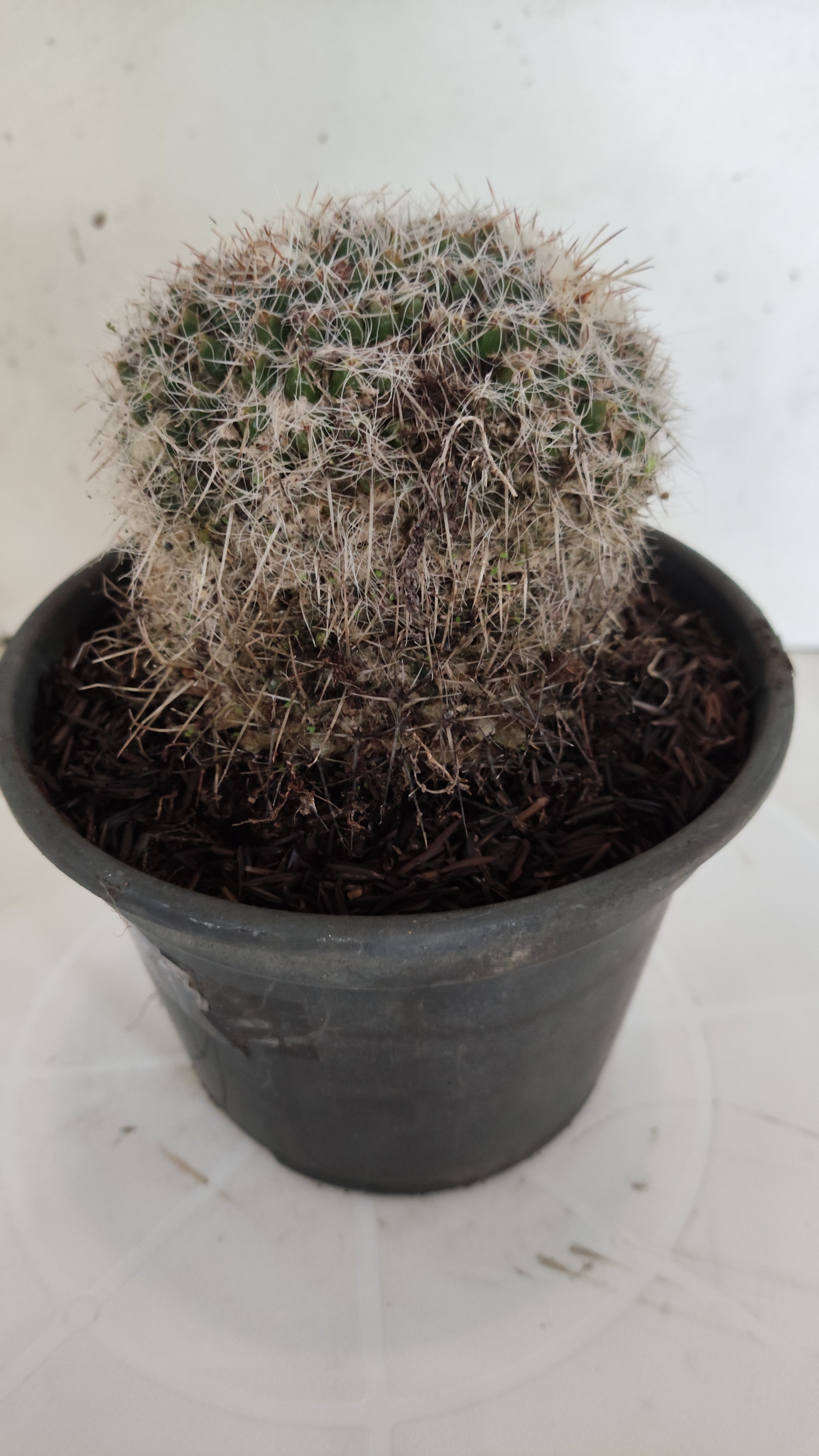 CACTOS Mammillaria Nº 432 – vaso 15