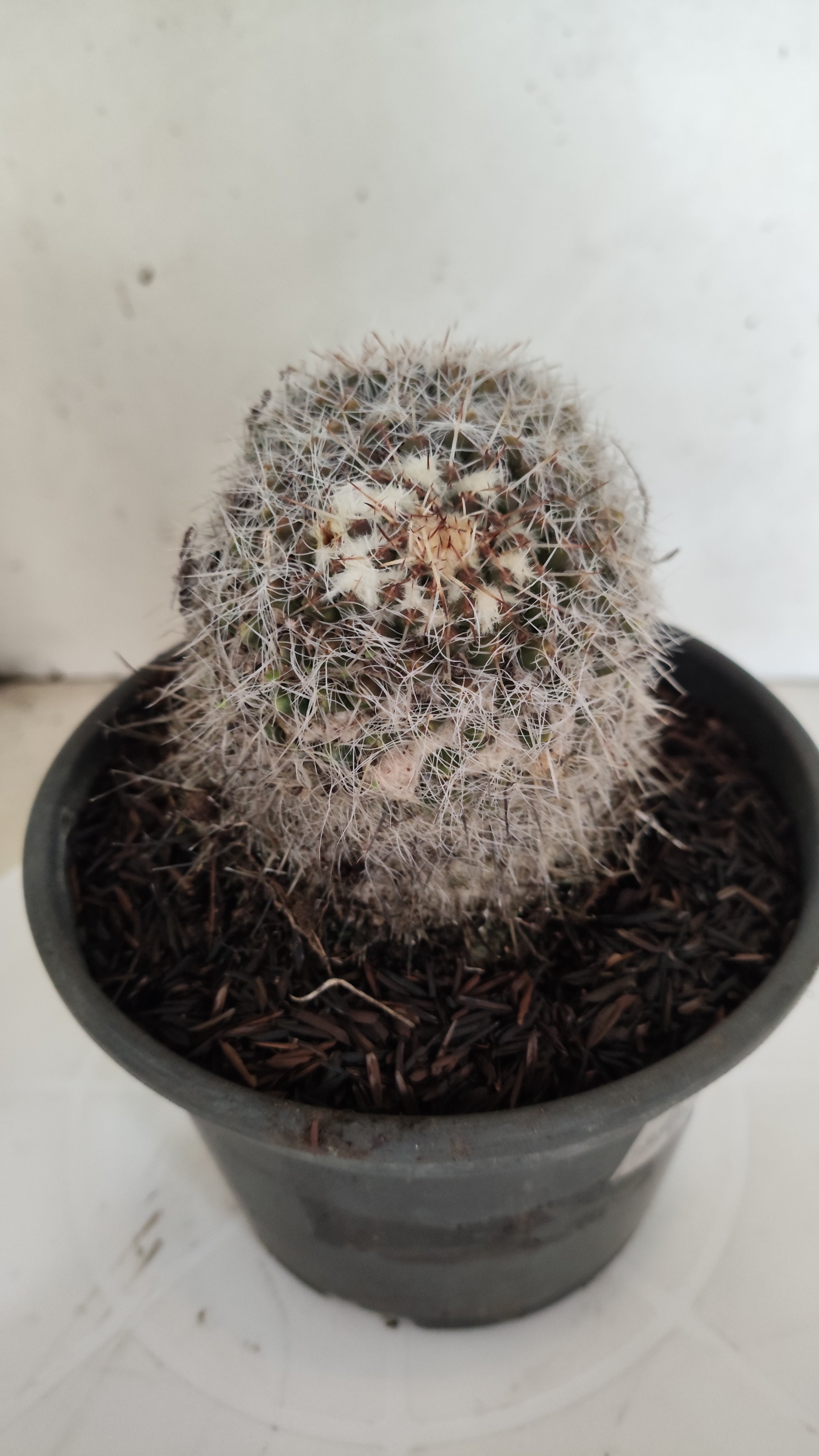 CACTOS Mammillaria Nº 432 – vaso 15