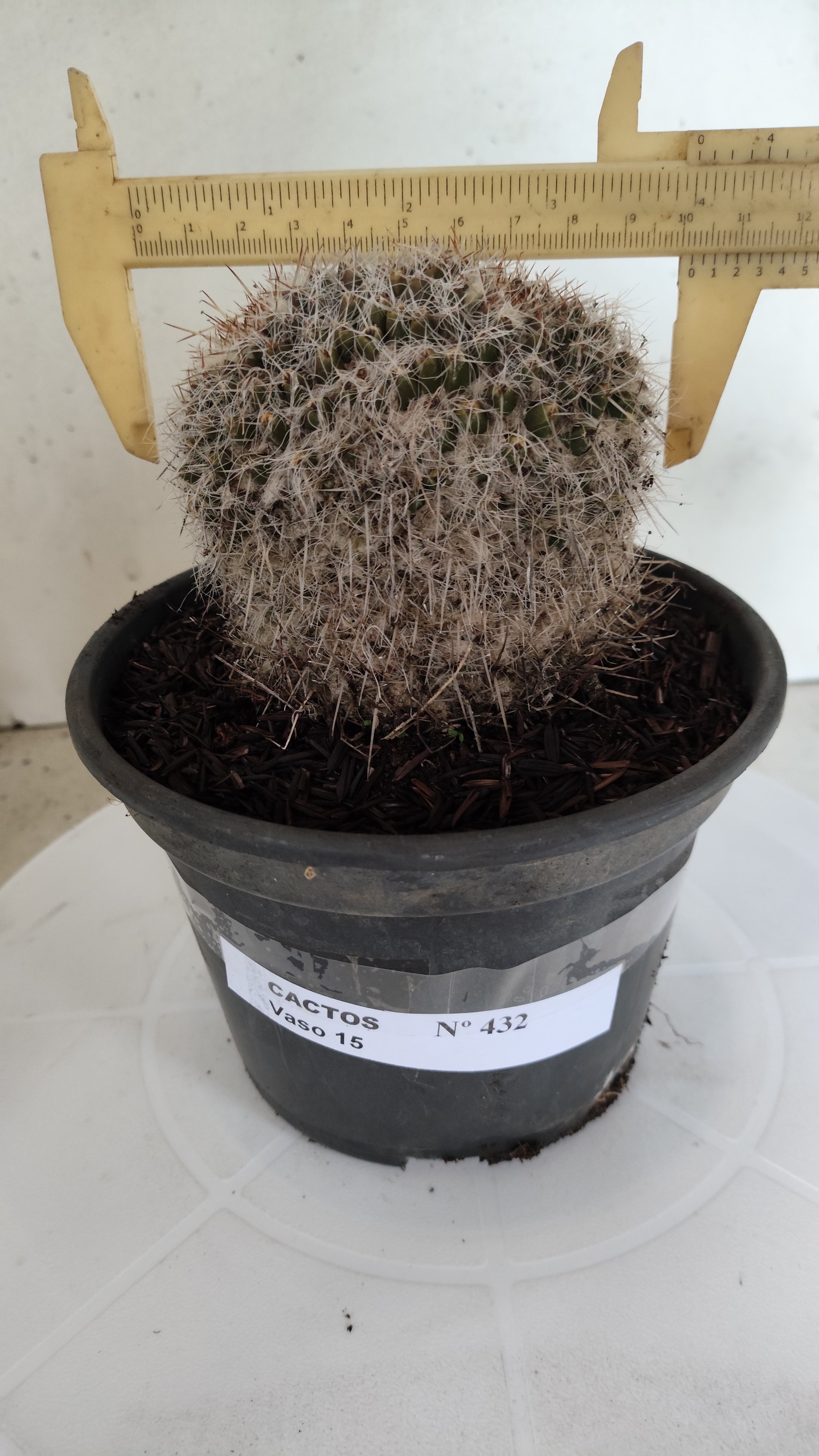CACTOS Mammillaria Nº 432 – vaso 15