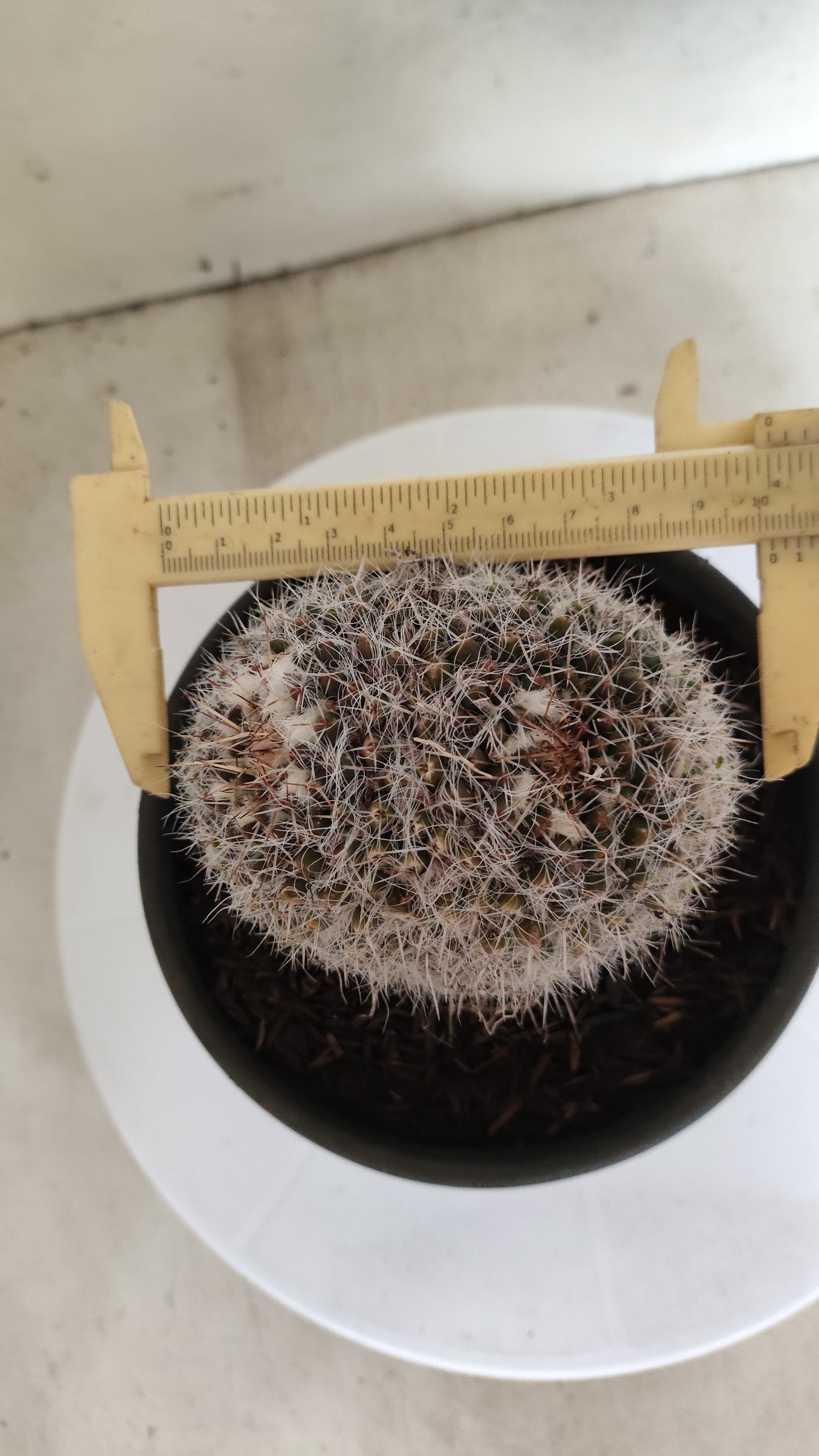 CACTOS Mammillaria Nº 432 – vaso 15