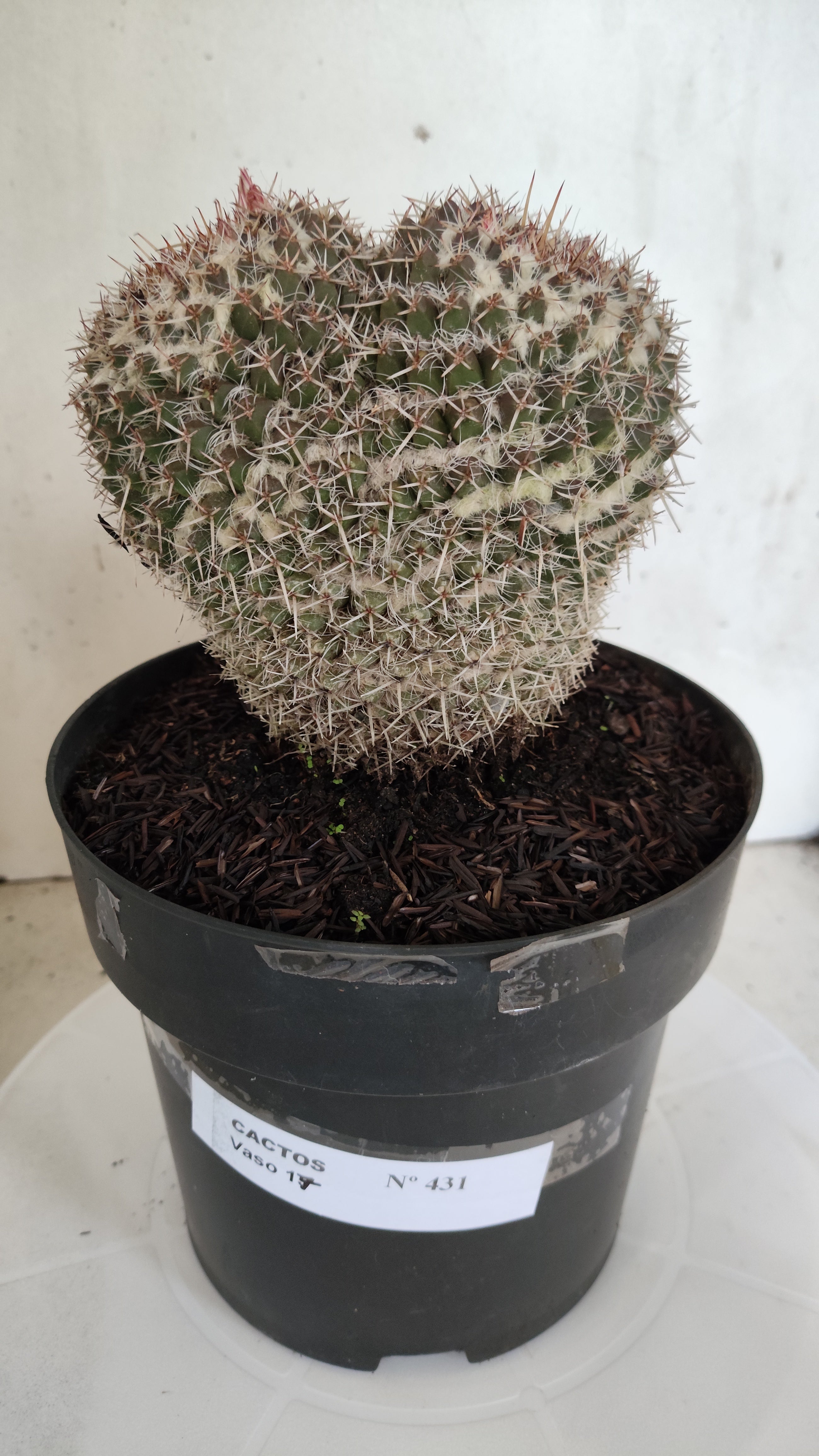 CACTOS Mammillaria " Bucéfalo" Nº 431 – vaso 17