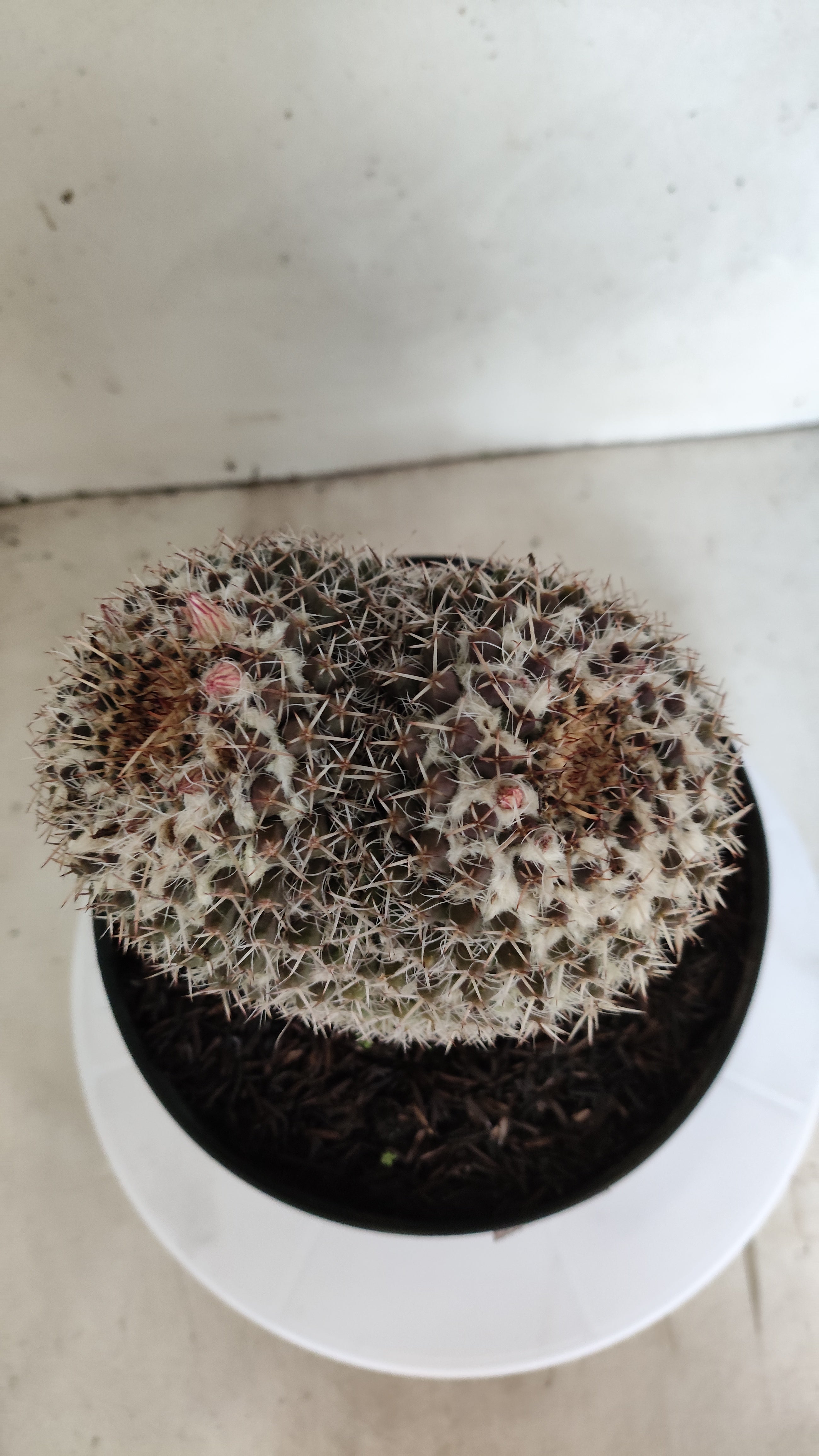 CACTOS Mammillaria " Bucéfalo" Nº 431 – vaso 17