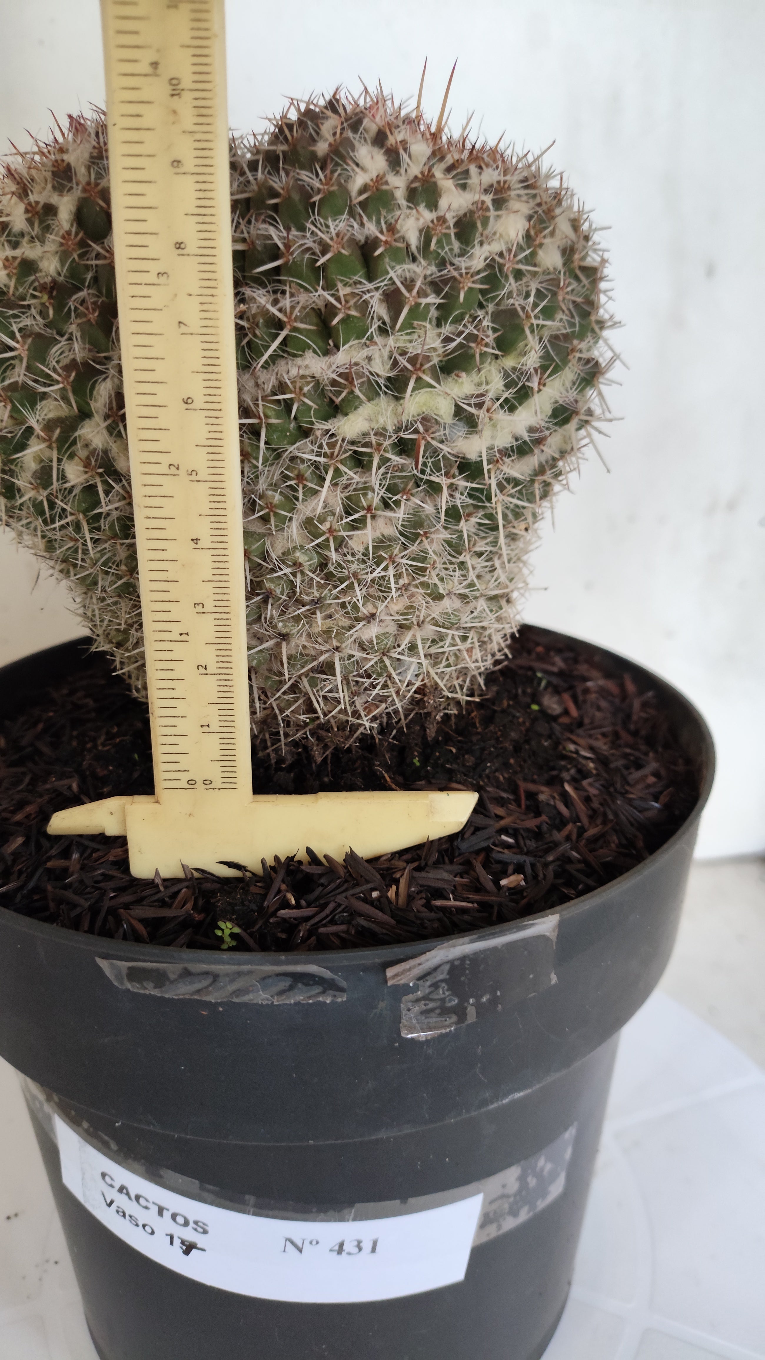 CACTOS Mammillaria " Bucéfalo" Nº 431 – vaso 17