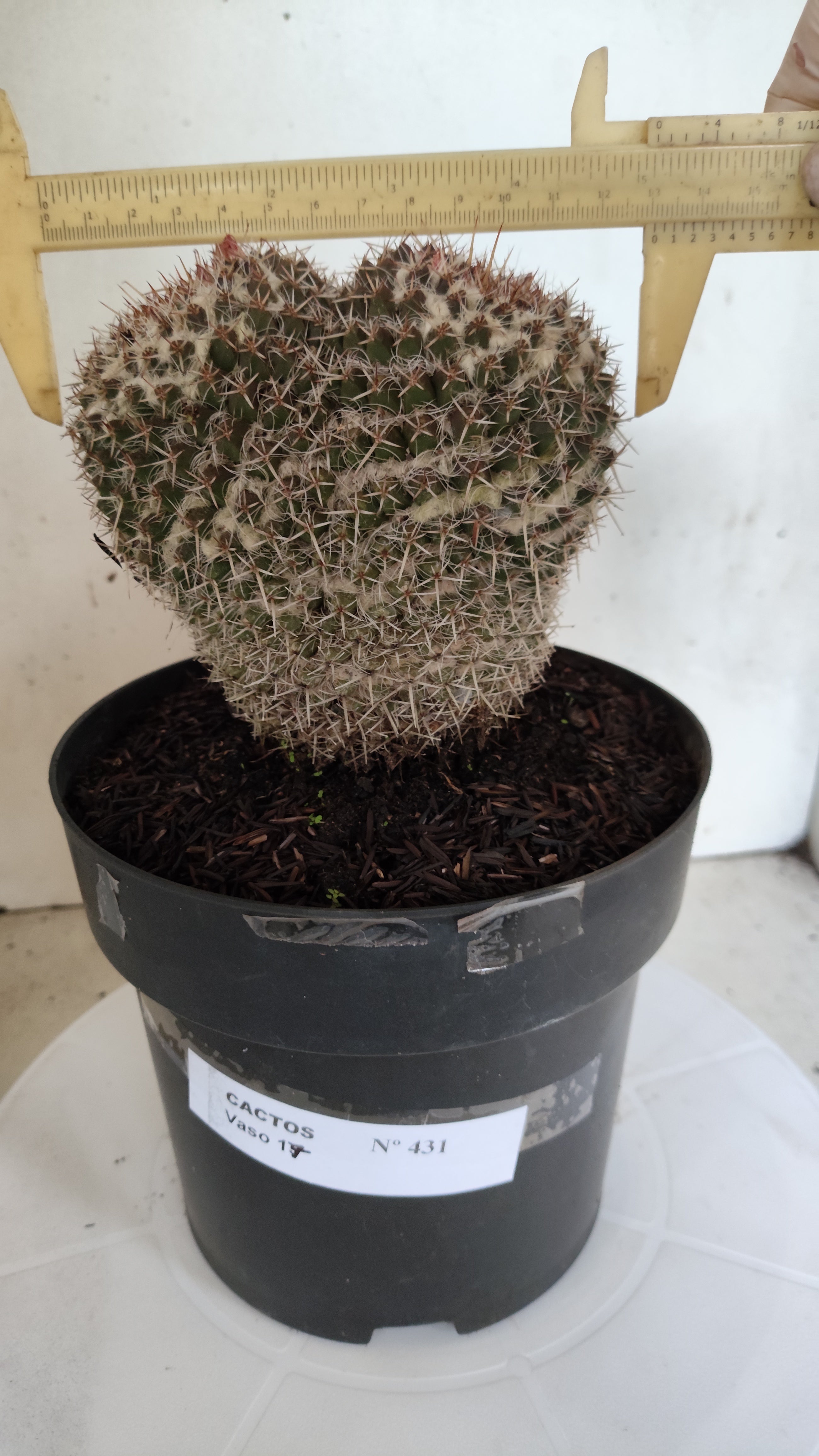 CACTOS Mammillaria " Bucéfalo" Nº 431 – vaso 17