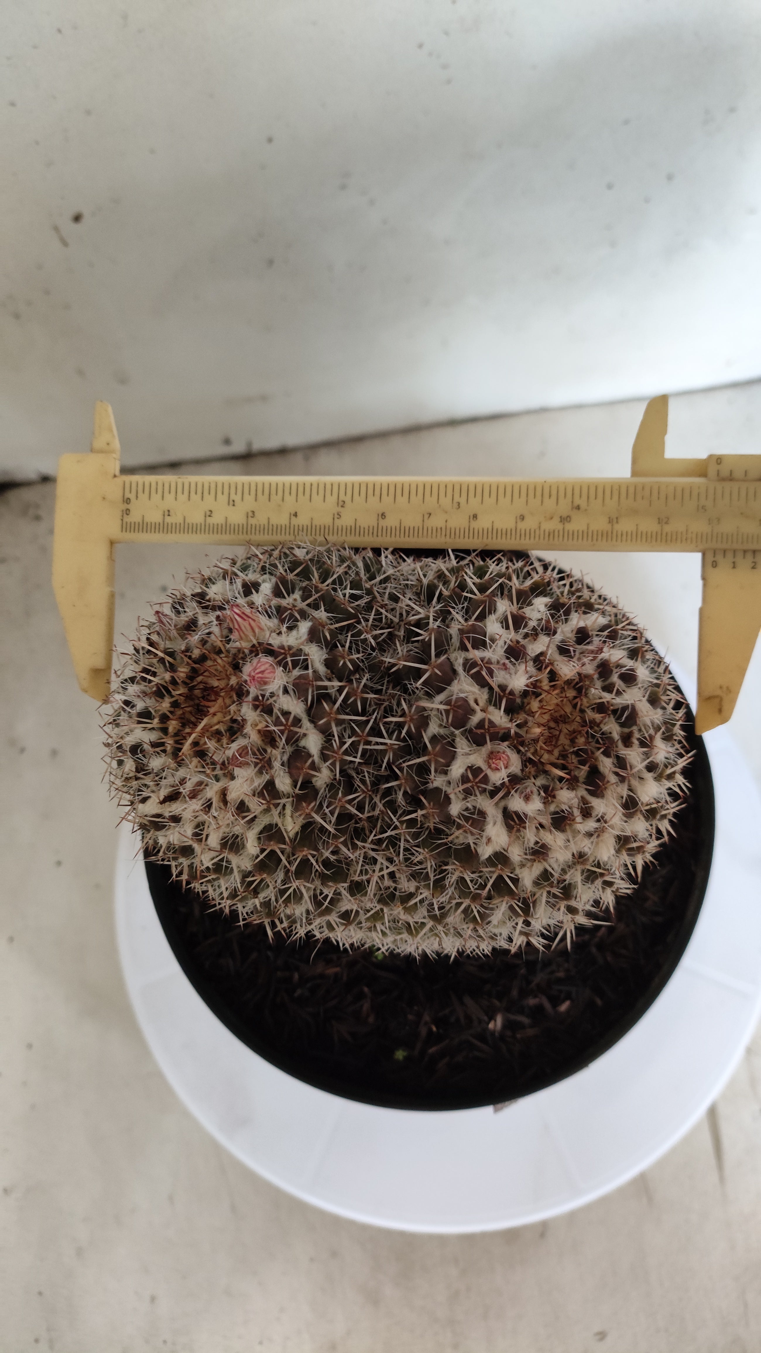 CACTOS Mammillaria " Bucéfalo" Nº 431 – vaso 17