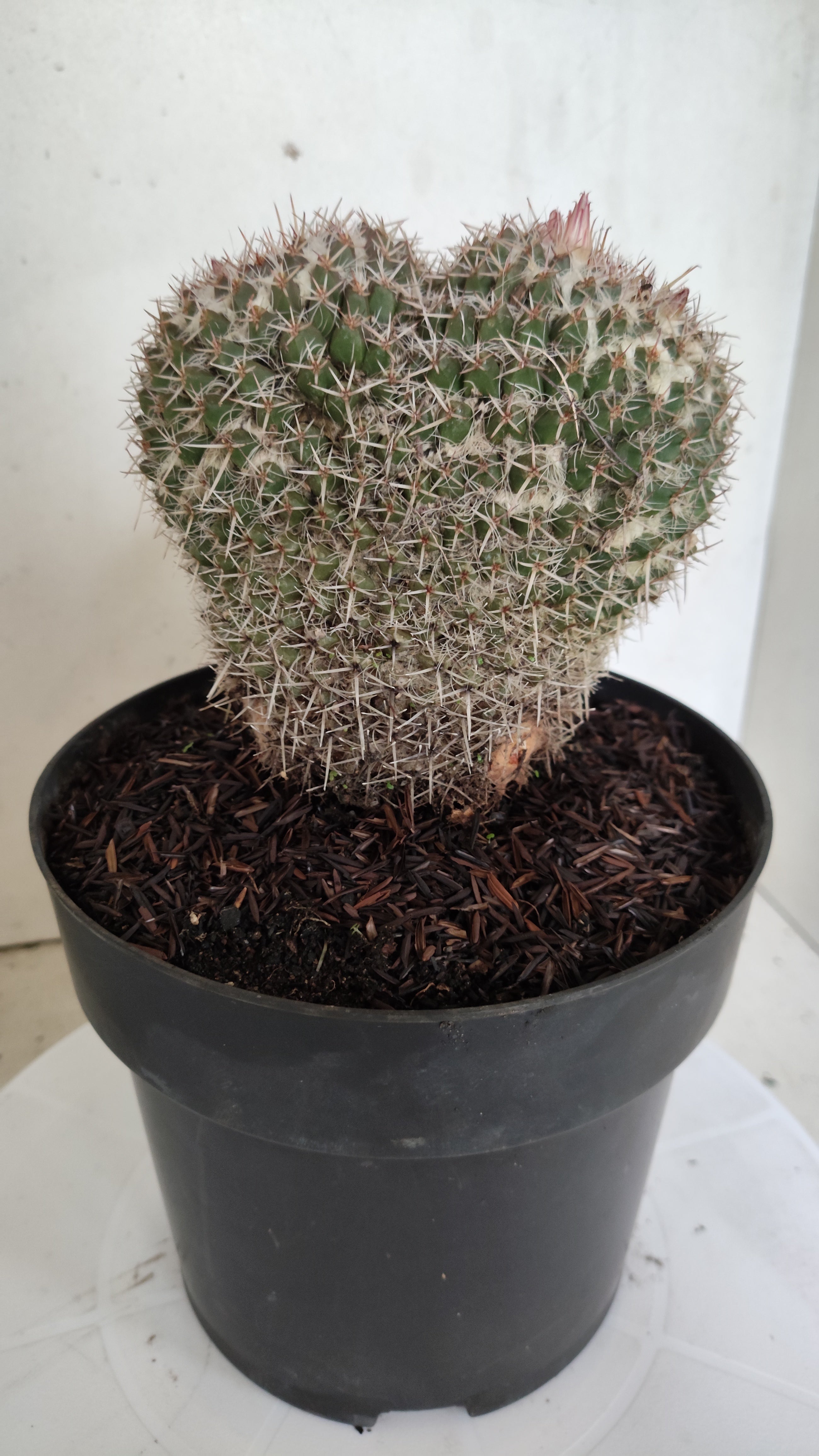 CACTOS Mammillaria " Bucéfalo" Nº 431 – vaso 17