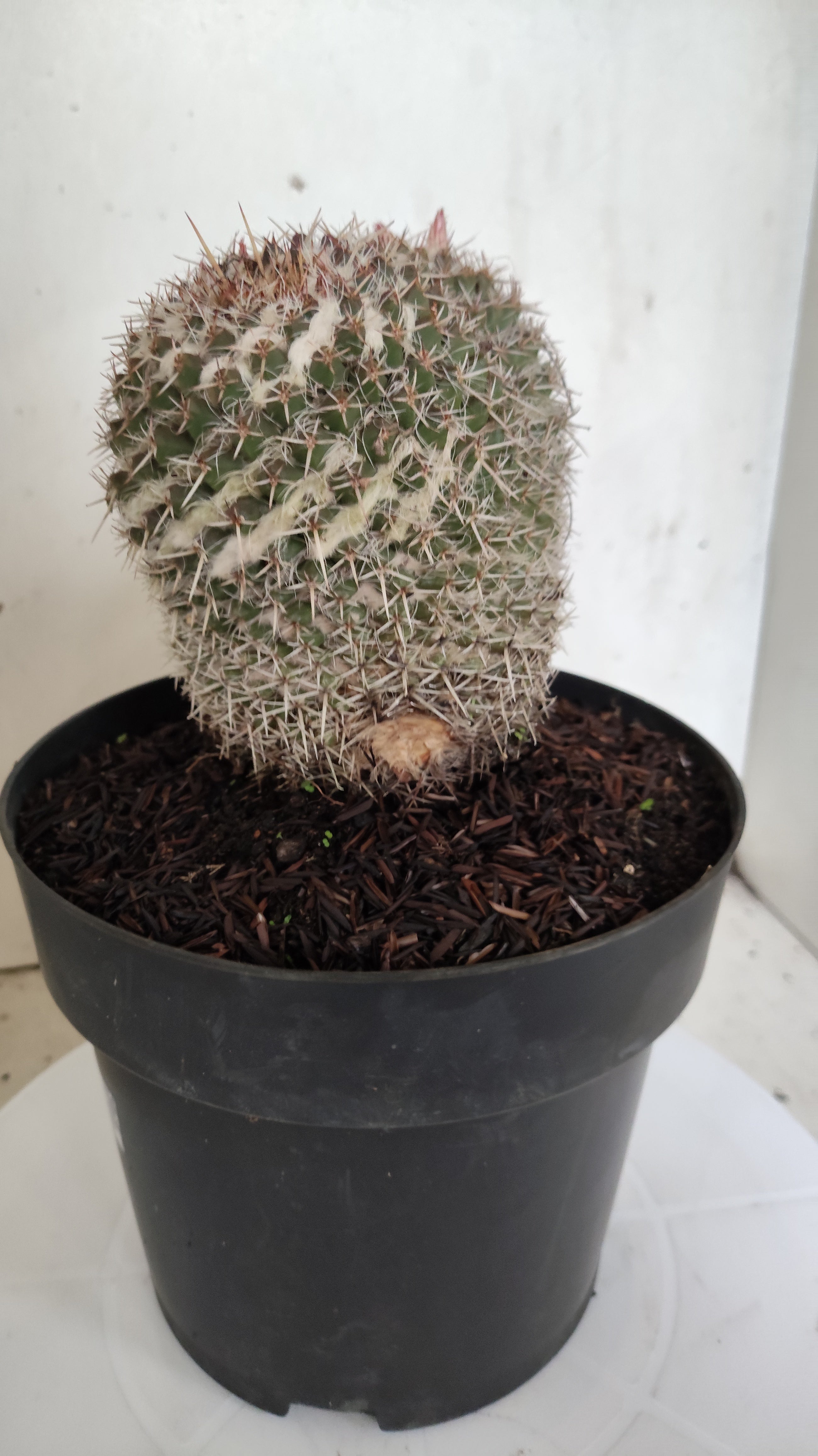 CACTOS Mammillaria " Bucéfalo" Nº 431 – vaso 17