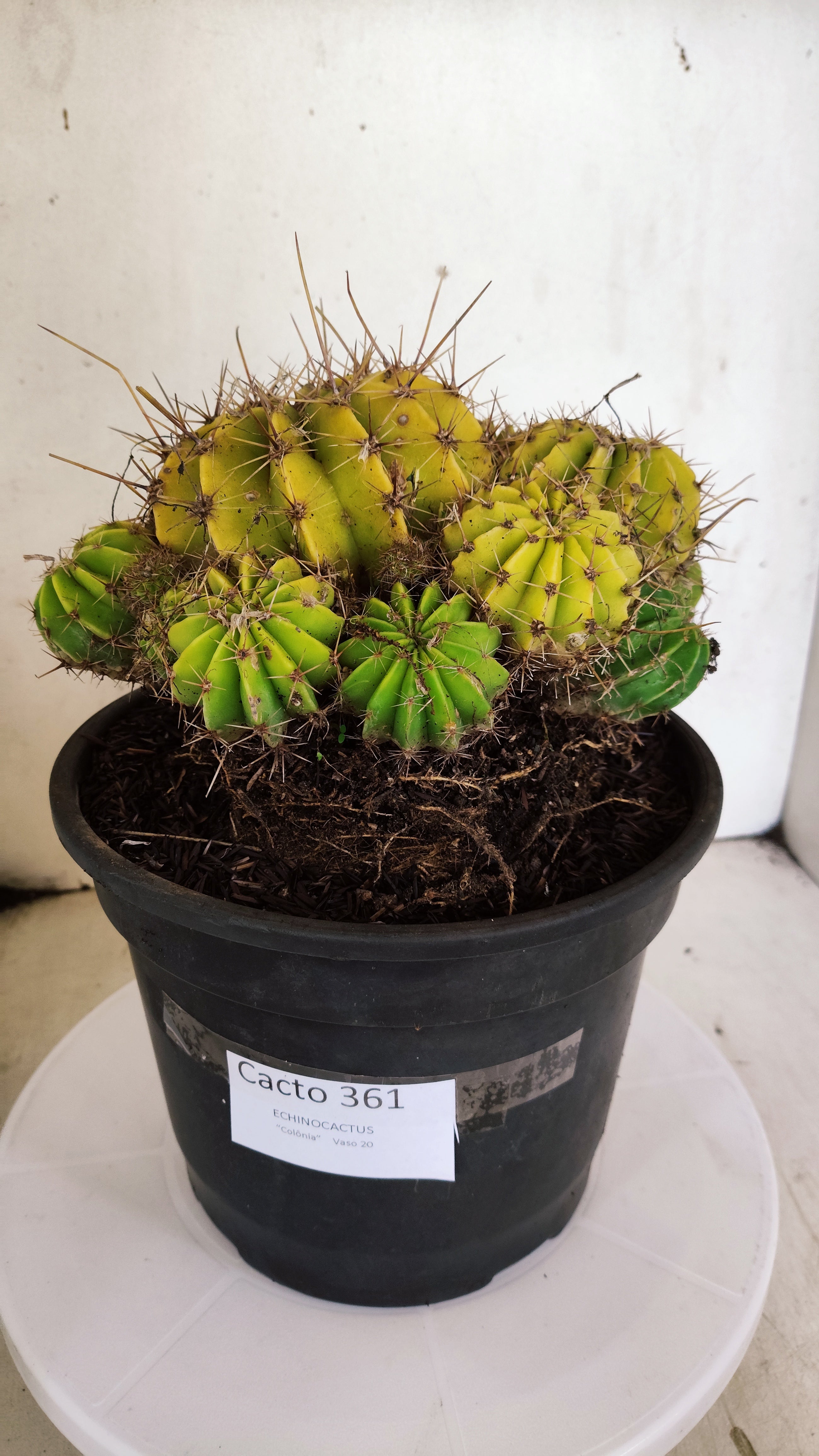 Cactos ECHINOCACTUS  "Colônia"  Nº 361 – vaso 20