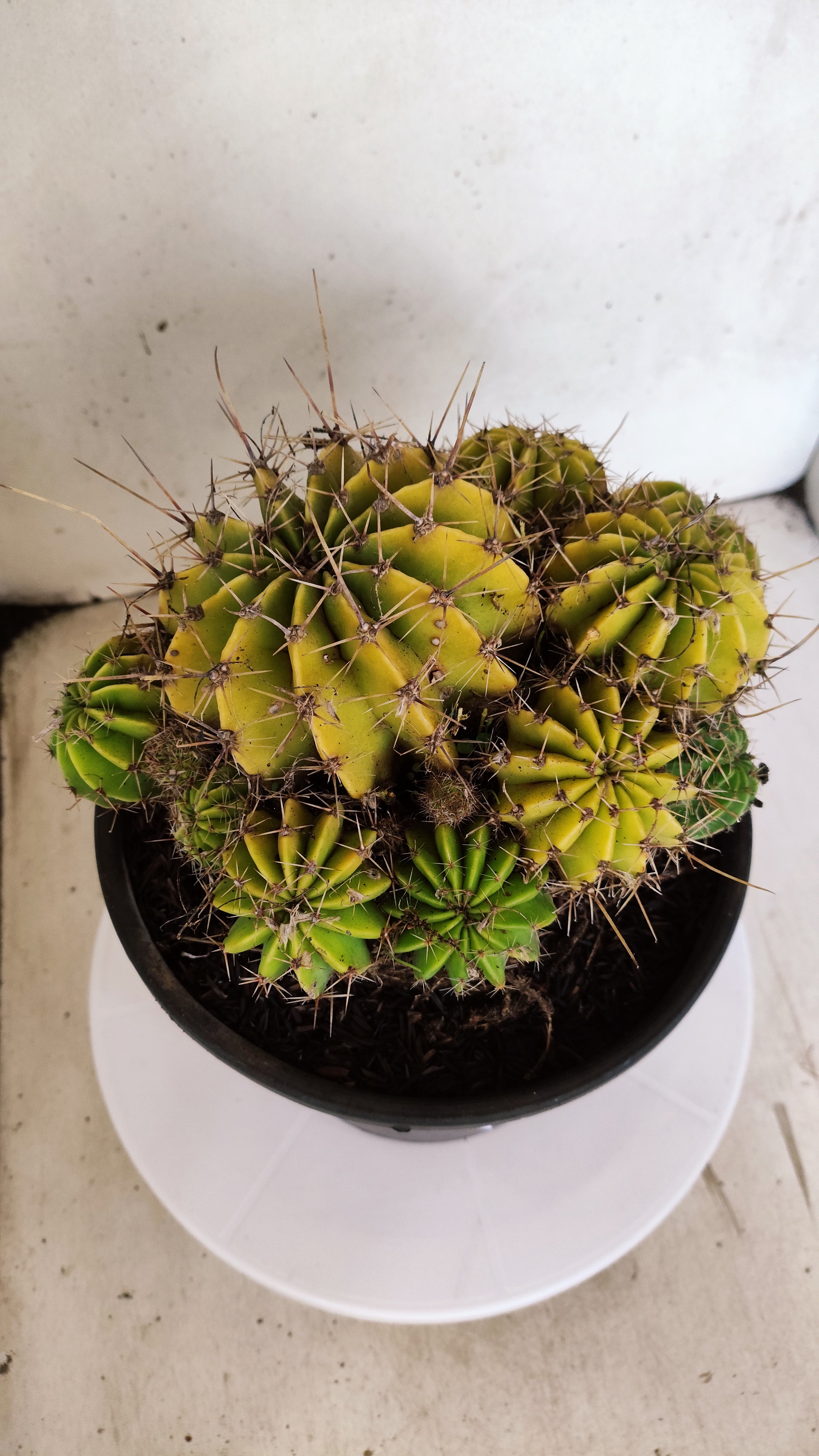 Cactos ECHINOCACTUS  "Colônia"  Nº 361 – vaso 20
