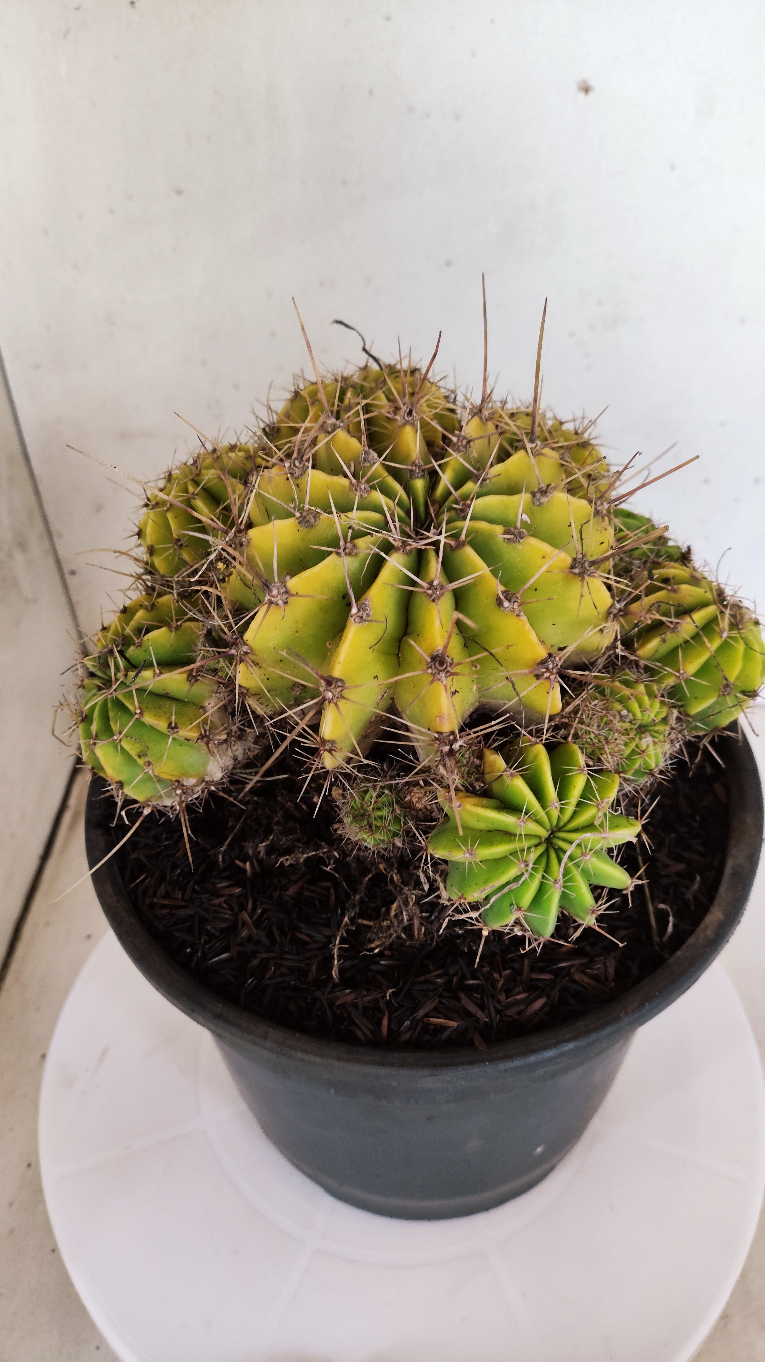 Cactos ECHINOCACTUS  "Colônia"  Nº 361 – vaso 20