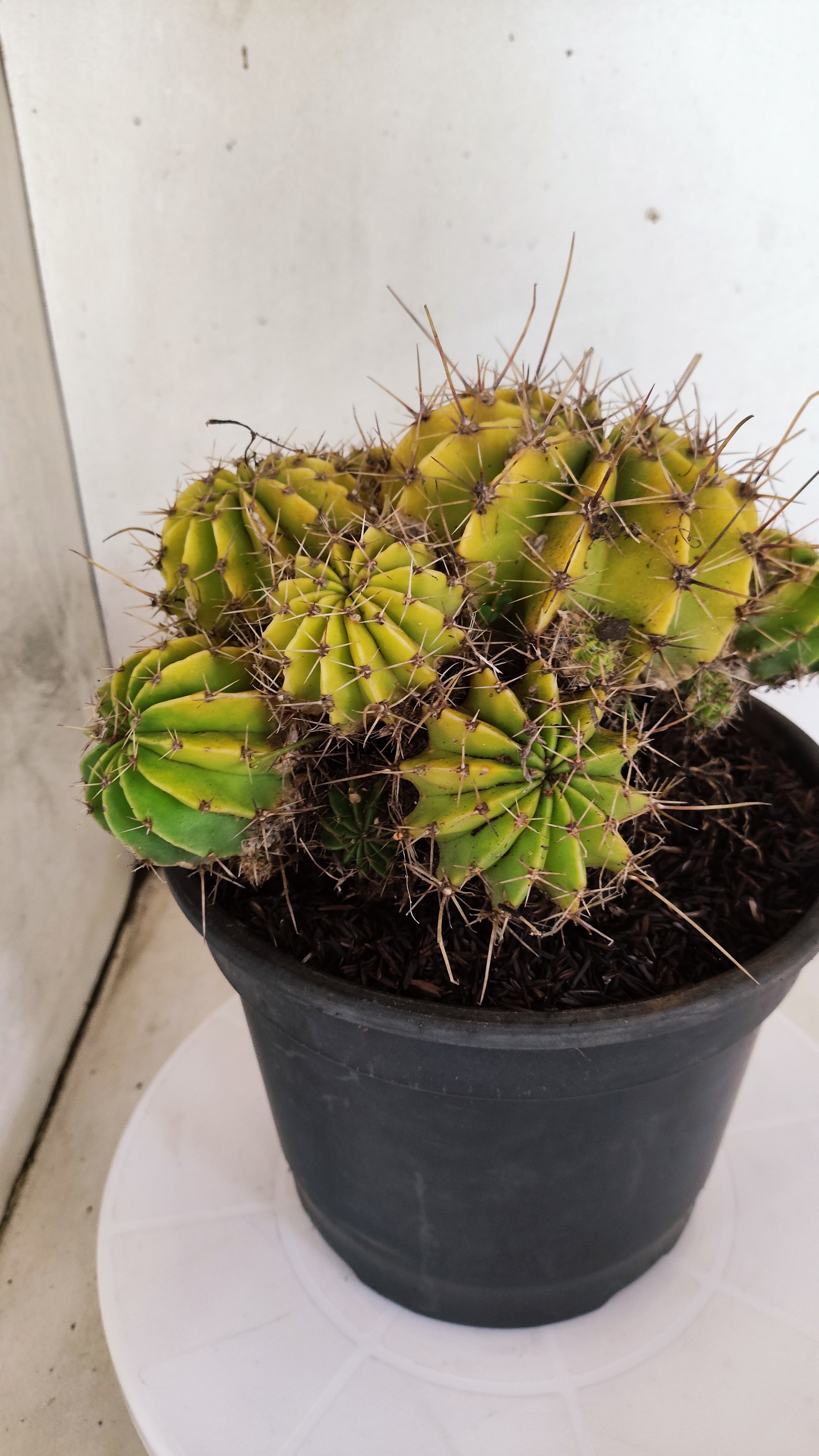 Cactos ECHINOCACTUS  "Colônia"  Nº 361 – vaso 20