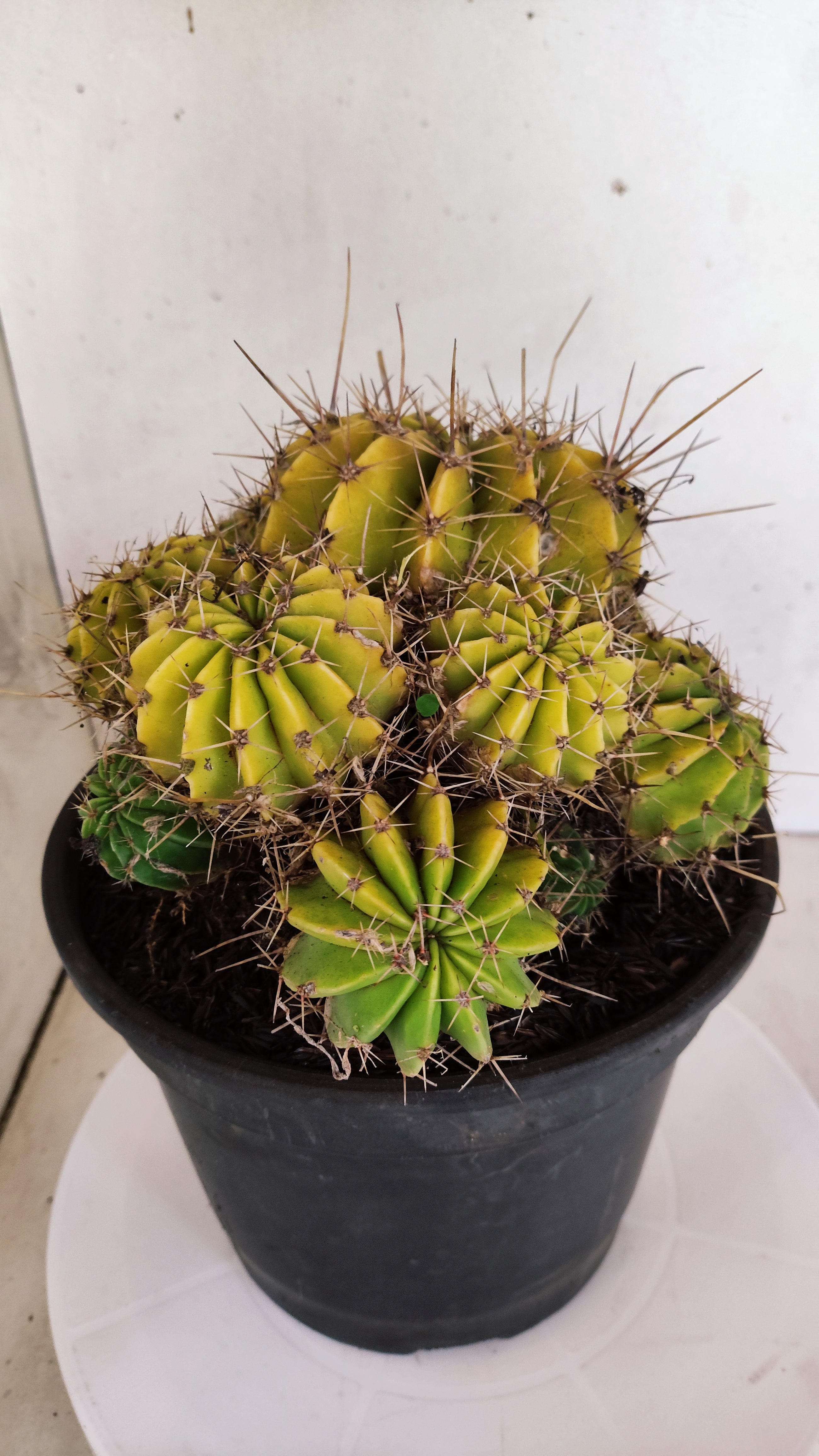 Cactos ECHINOCACTUS  "Colônia"  Nº 361 – vaso 20