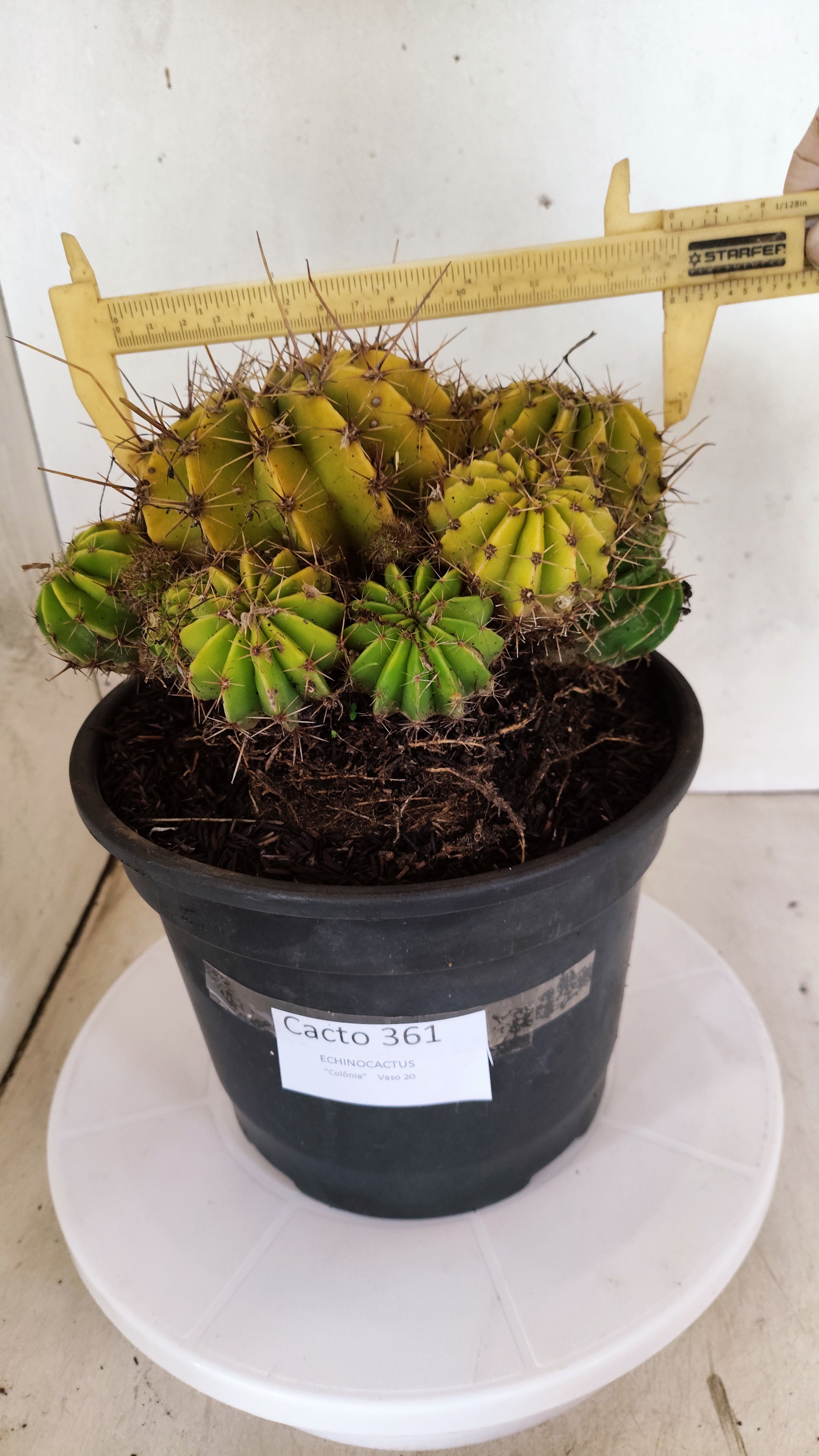 Cactos ECHINOCACTUS  "Colônia"  Nº 361 – vaso 20
