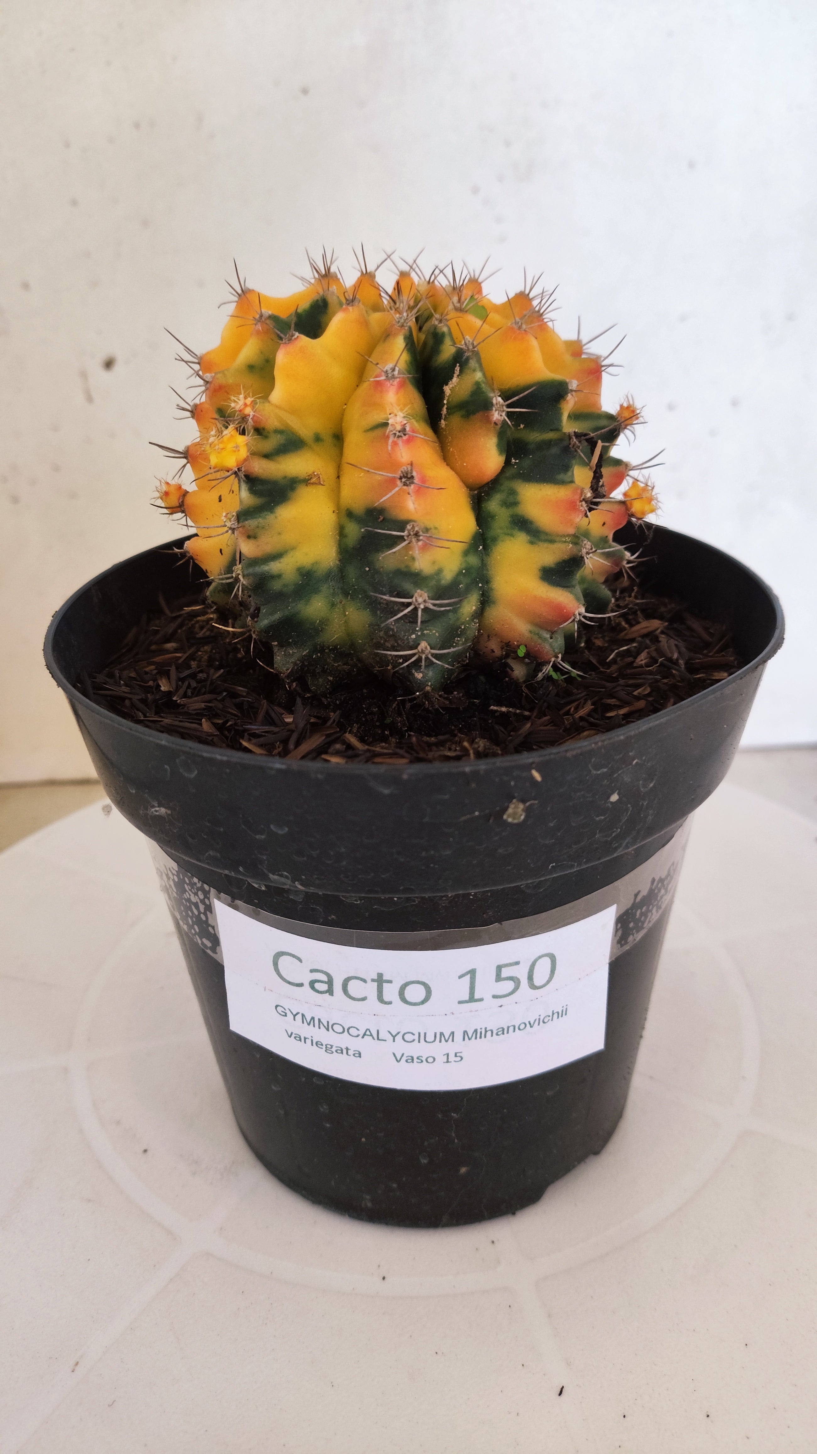 GYMNOCALYCIUM Mihanovichii "Variegata" Nº 150 – vaso 15