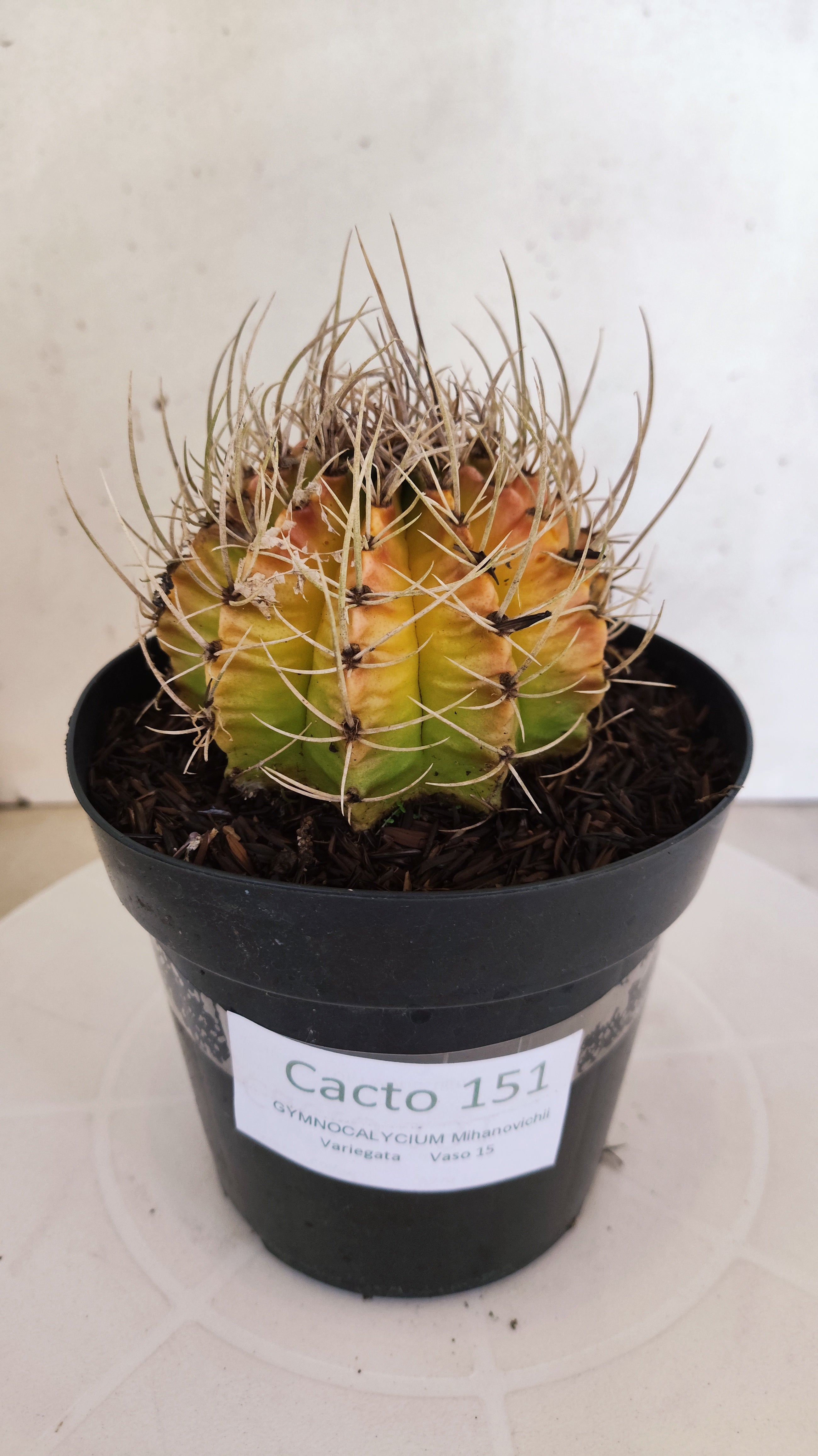 GYMNOCALYCIUM Mihanovichii "Variegata" Nº 151 – vaso 15