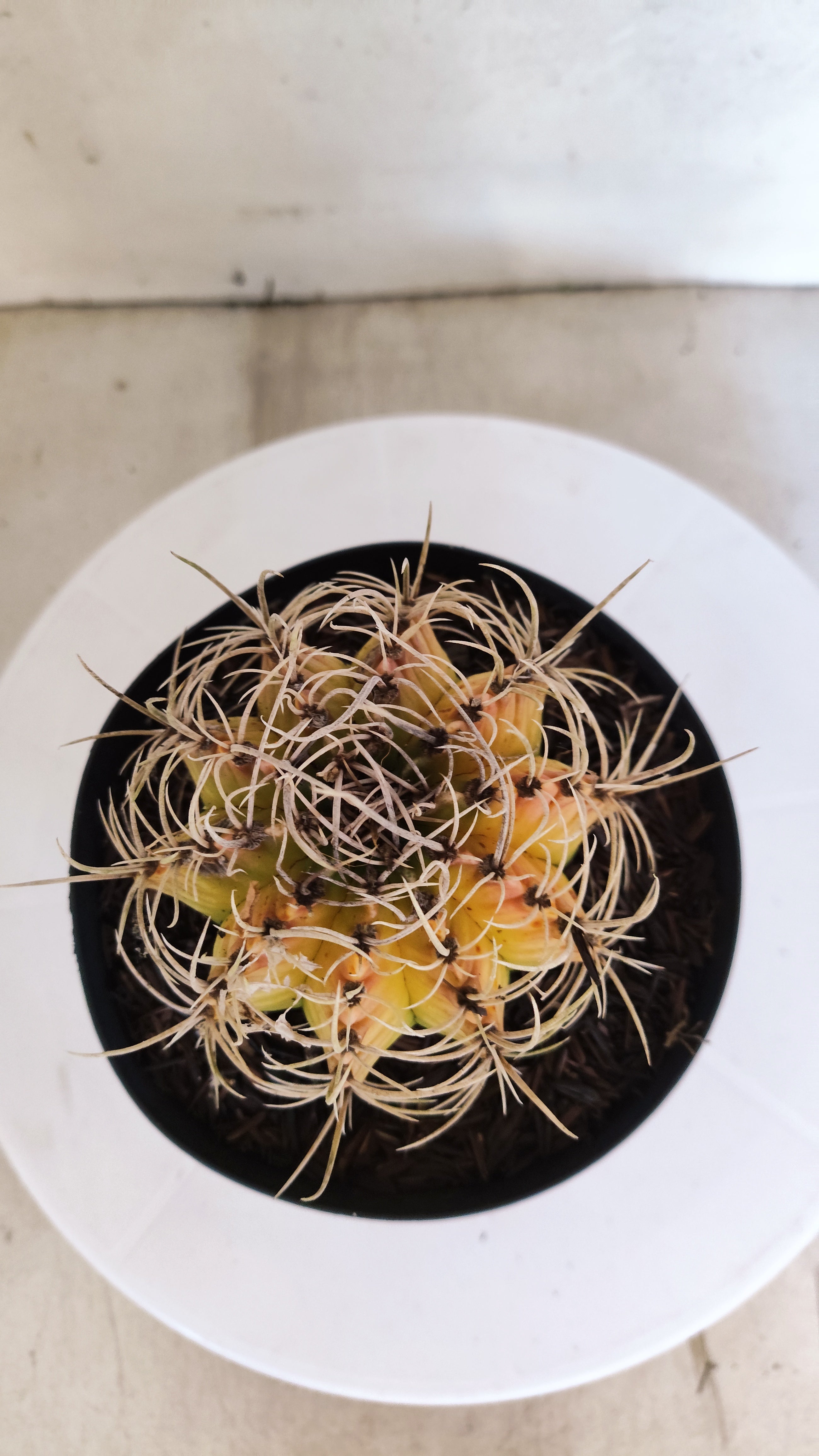 GYMNOCALYCIUM Mihanovichii "Variegata" Nº 151 – vaso 15