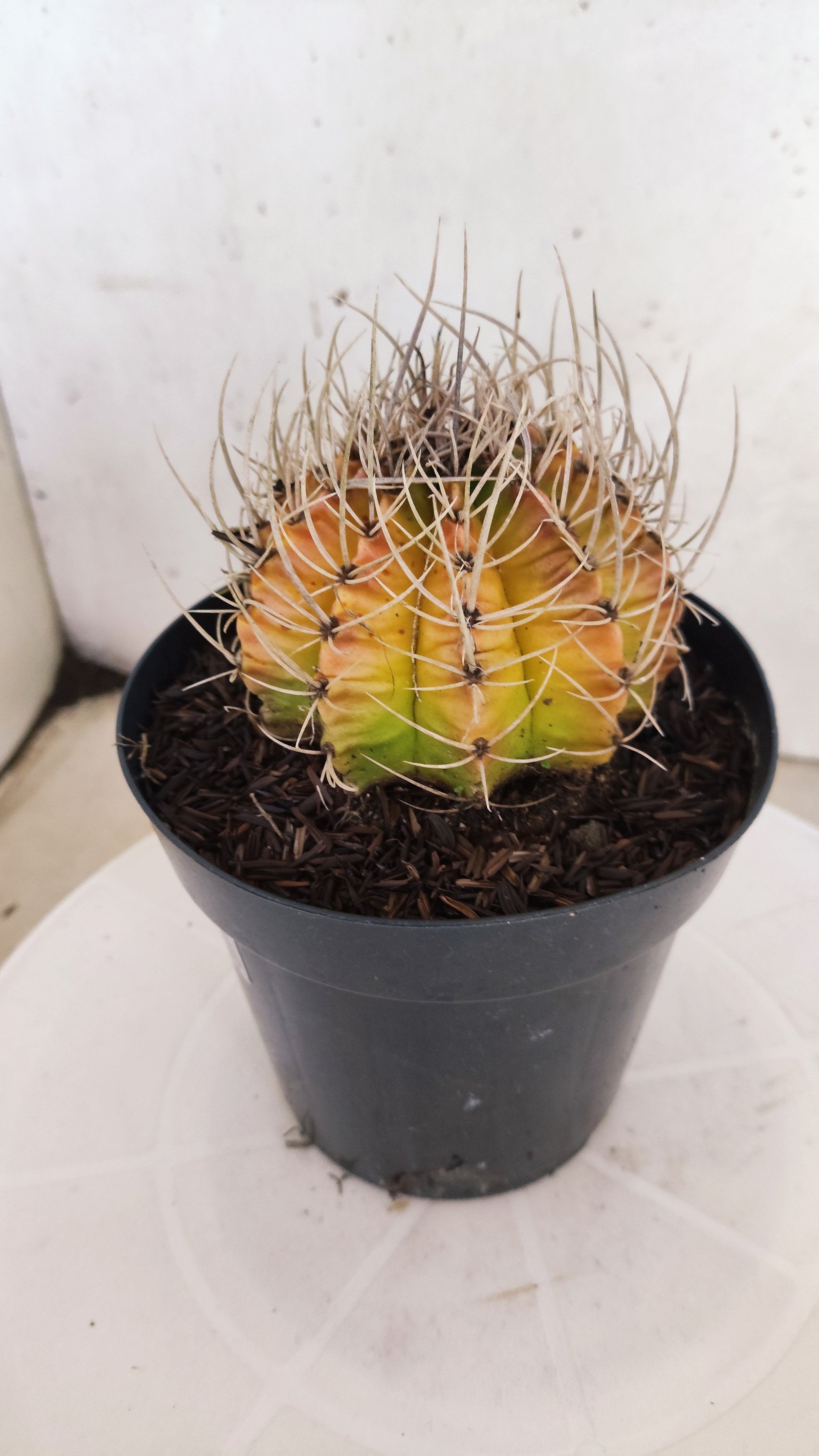 GYMNOCALYCIUM Mihanovichii "Variegata" Nº 151 – vaso 15