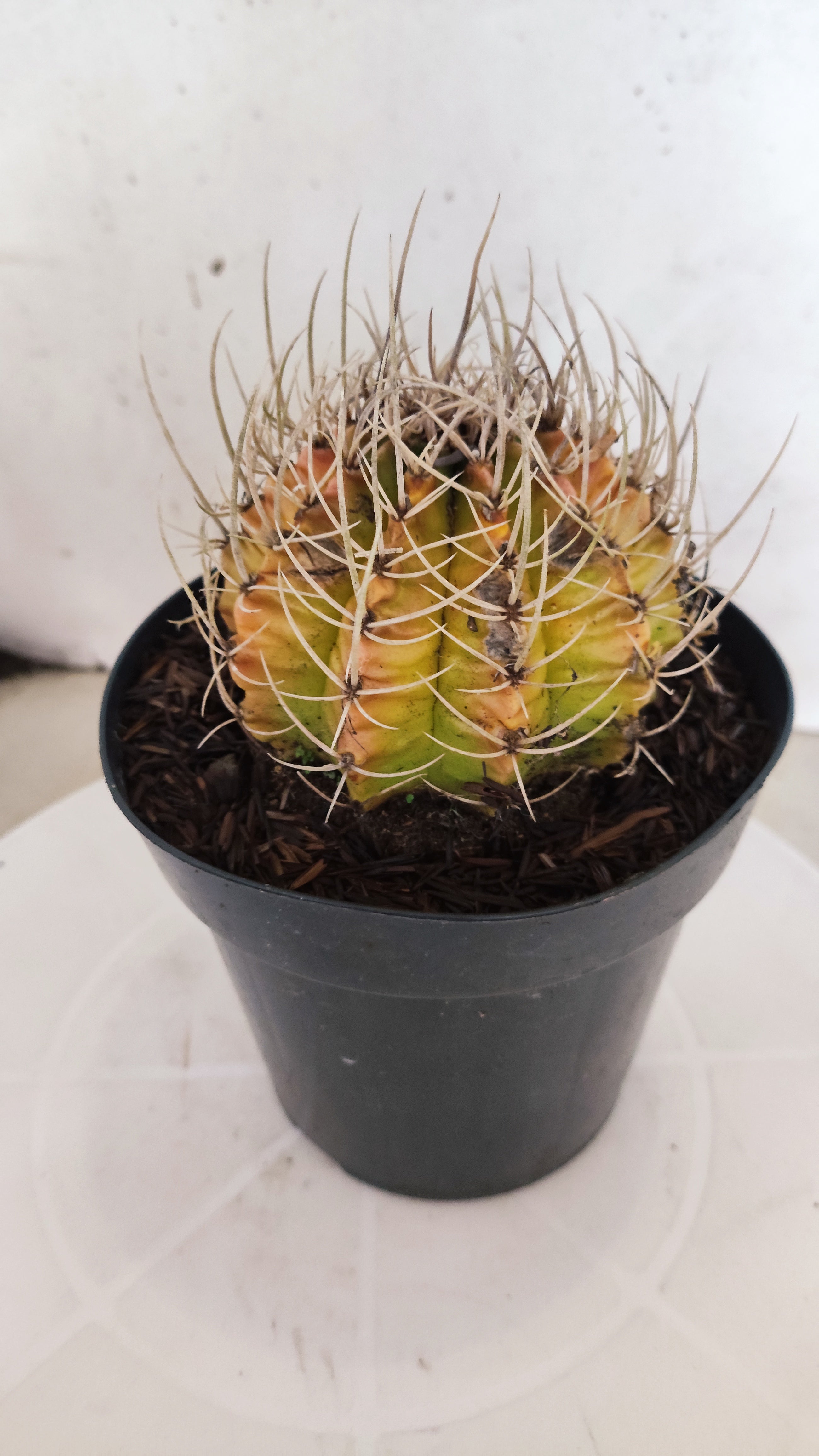 GYMNOCALYCIUM Mihanovichii "Variegata" Nº 151 – vaso 15
