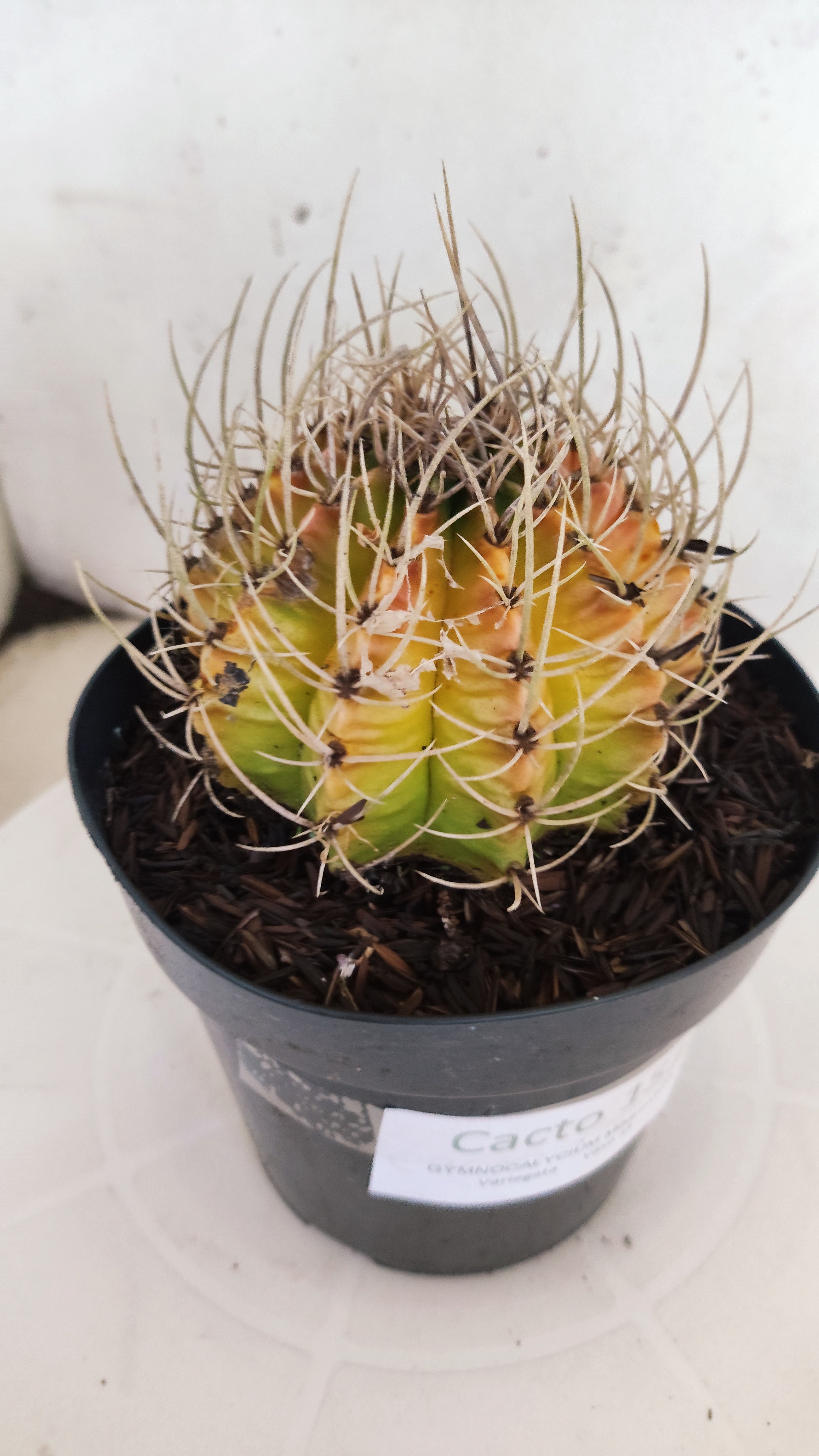 GYMNOCALYCIUM Mihanovichii "Variegata" Nº 151 – vaso 15