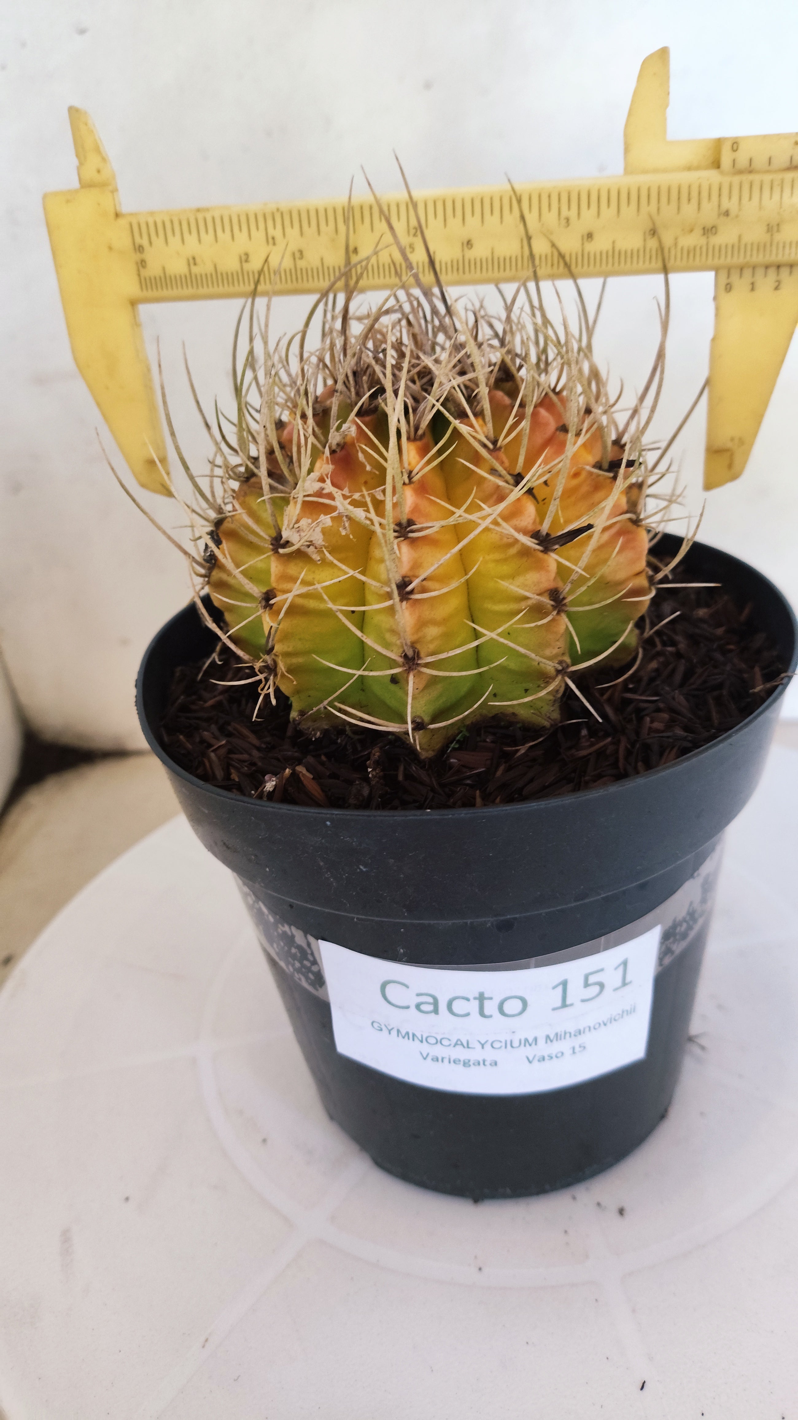 GYMNOCALYCIUM Mihanovichii "Variegata" Nº 151 – vaso 15