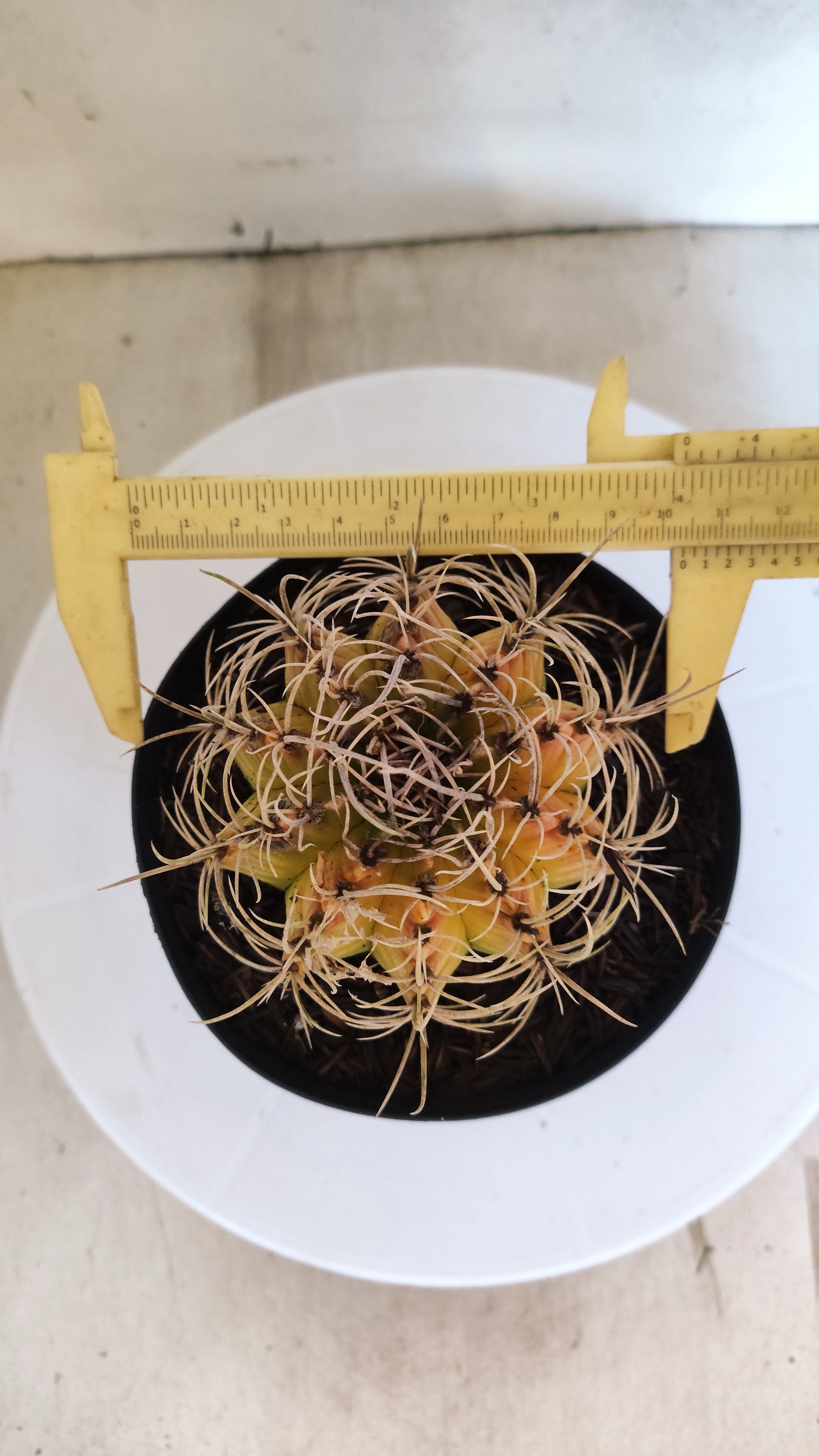GYMNOCALYCIUM Mihanovichii "Variegata" Nº 151 – vaso 15