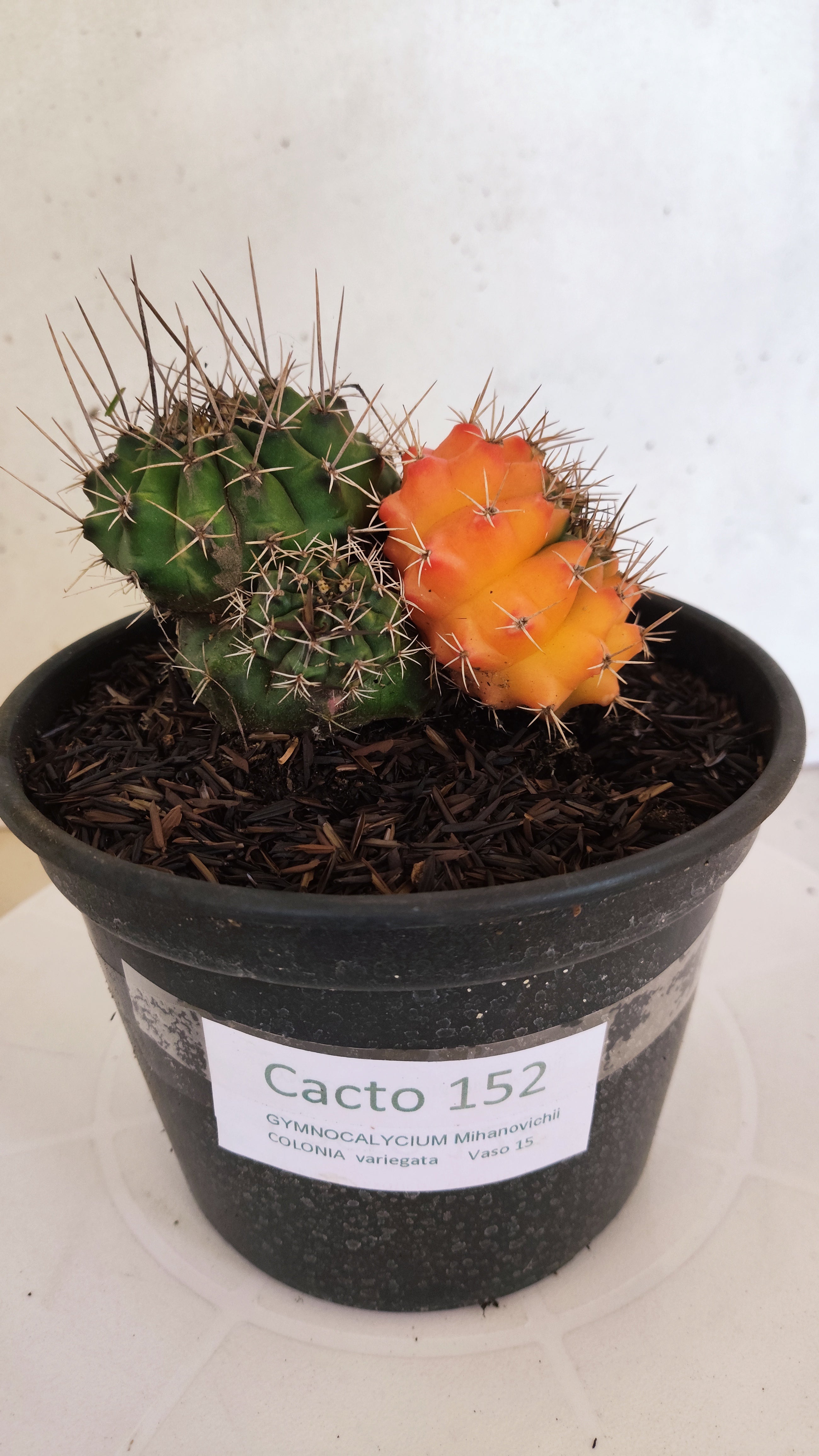 GYMNOCALYCIUM Mihanovichii "Variegata - Colônia" Nº 152 – vaso 15