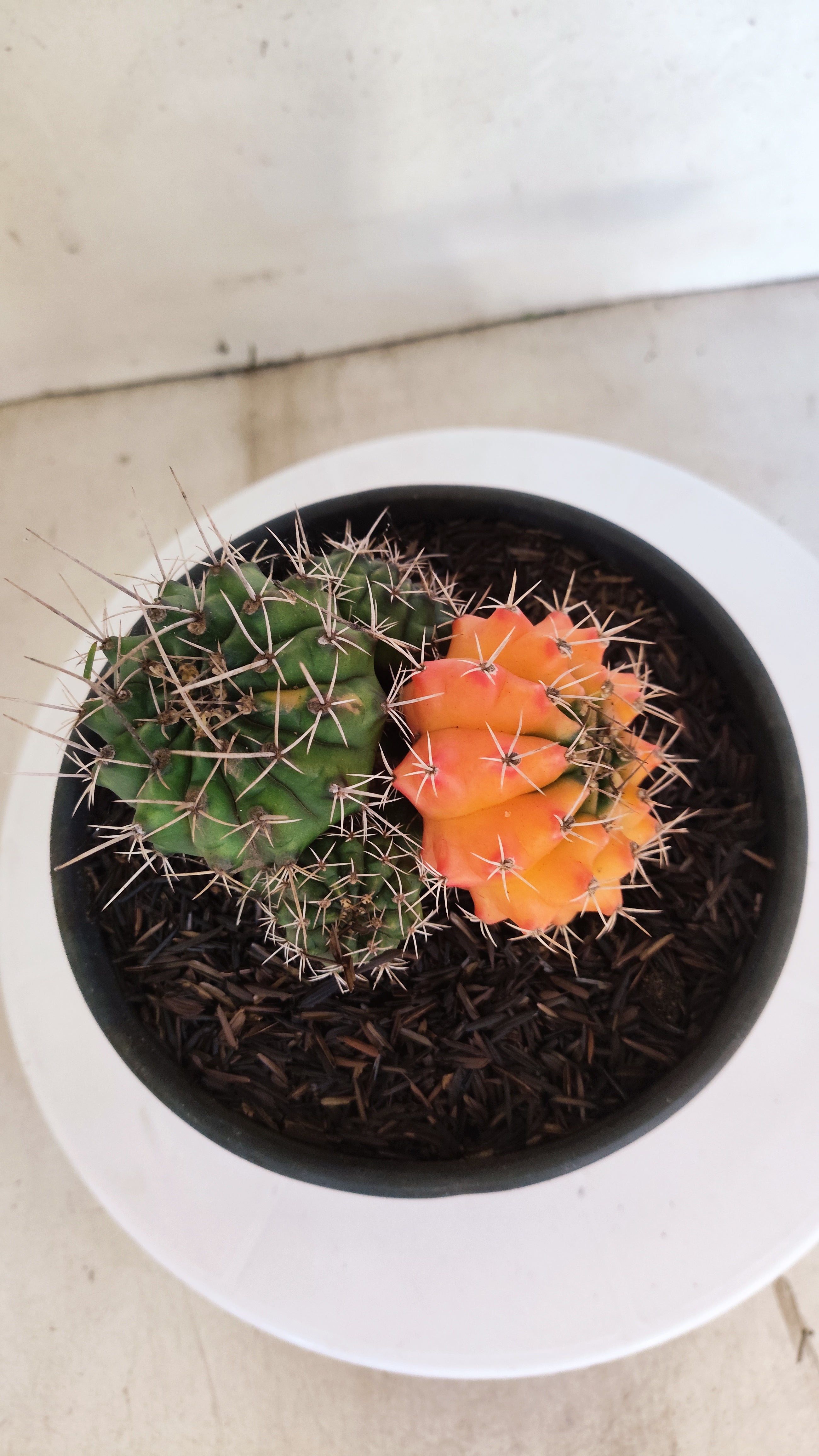 GYMNOCALYCIUM Mihanovichii "Variegata - Colônia" Nº 152 – vaso 15