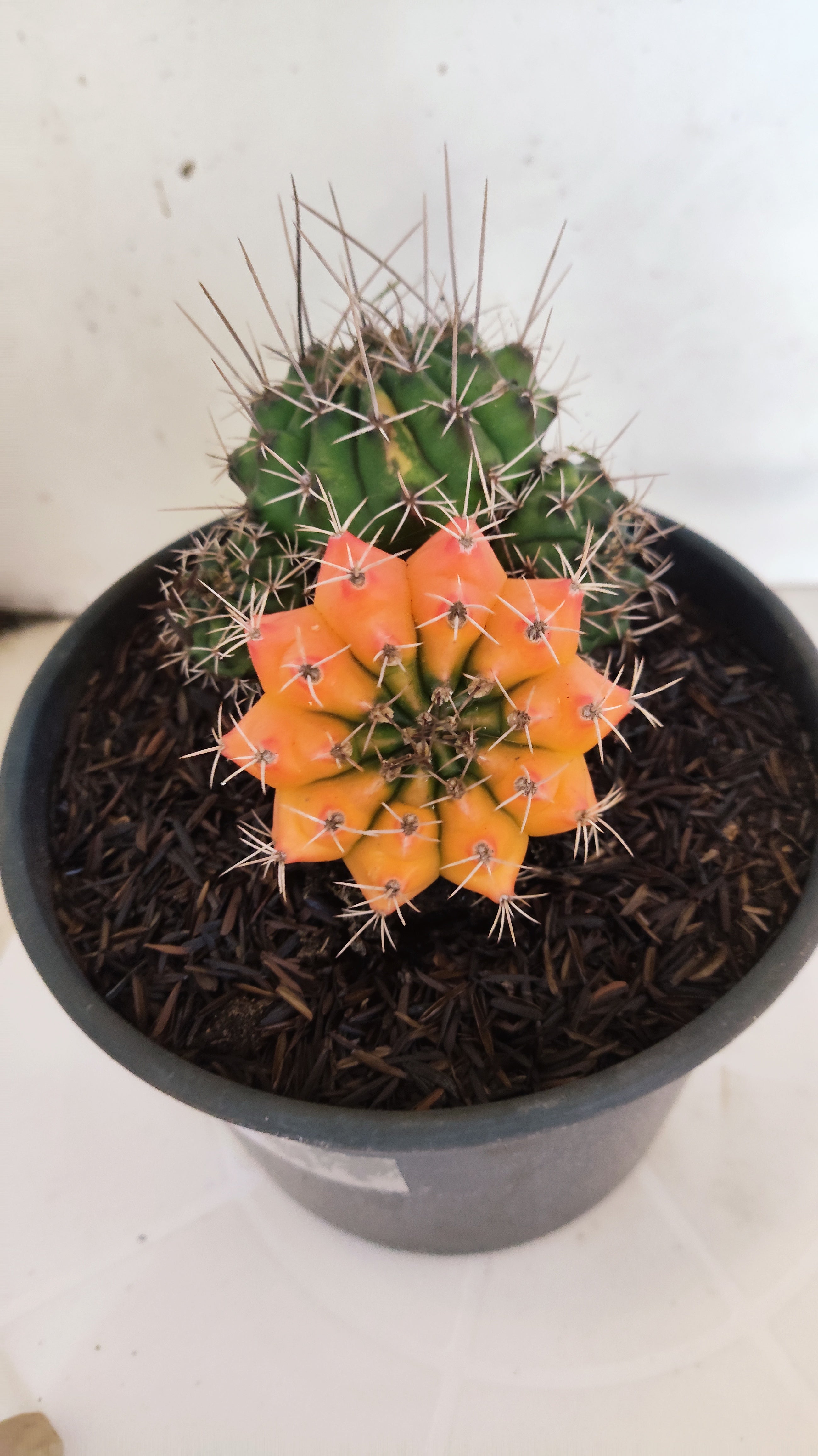 GYMNOCALYCIUM Mihanovichii "Variegata - Colônia" Nº 152 – vaso 15