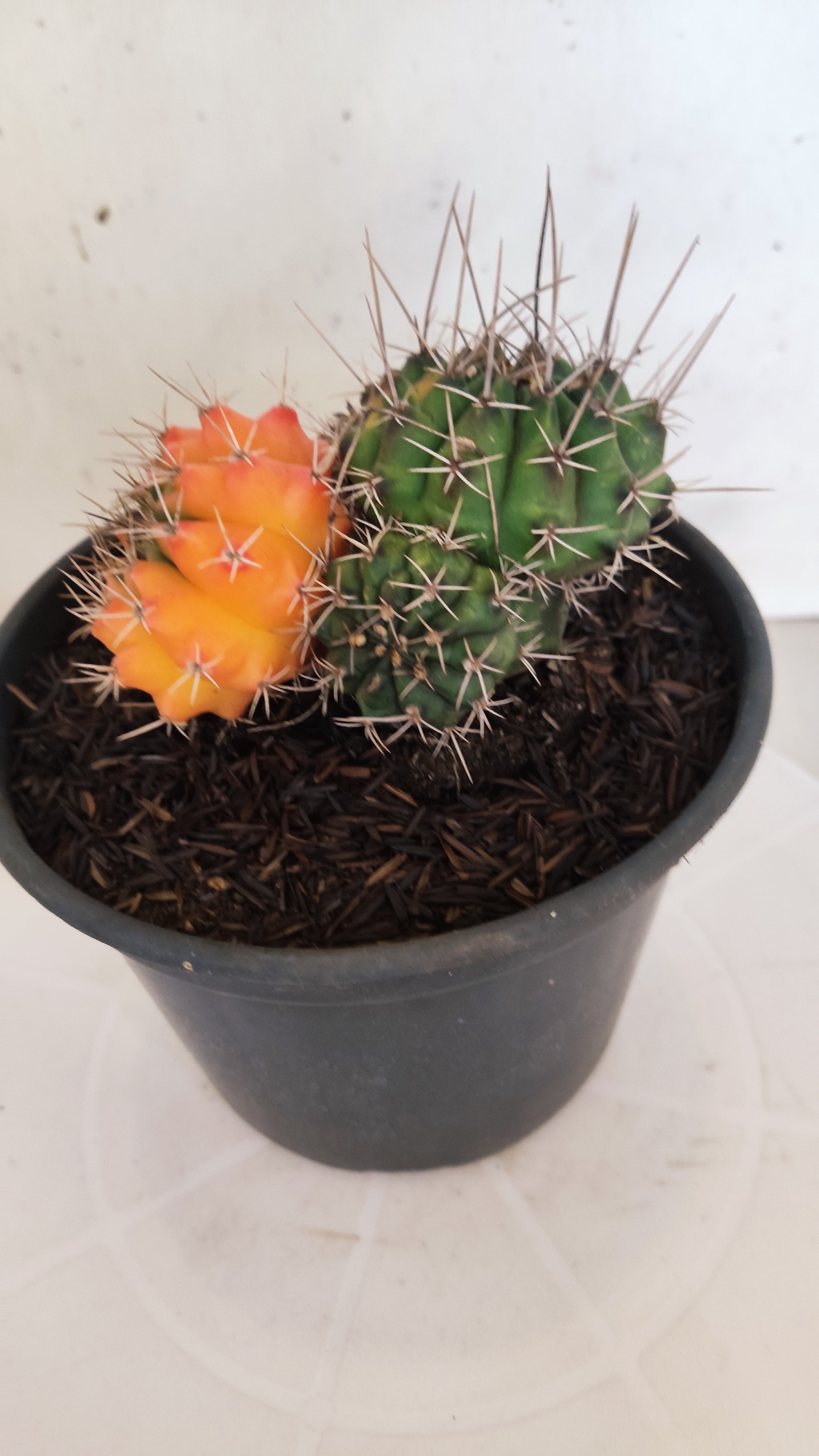 GYMNOCALYCIUM Mihanovichii "Variegata - Colônia" Nº 152 – vaso 15