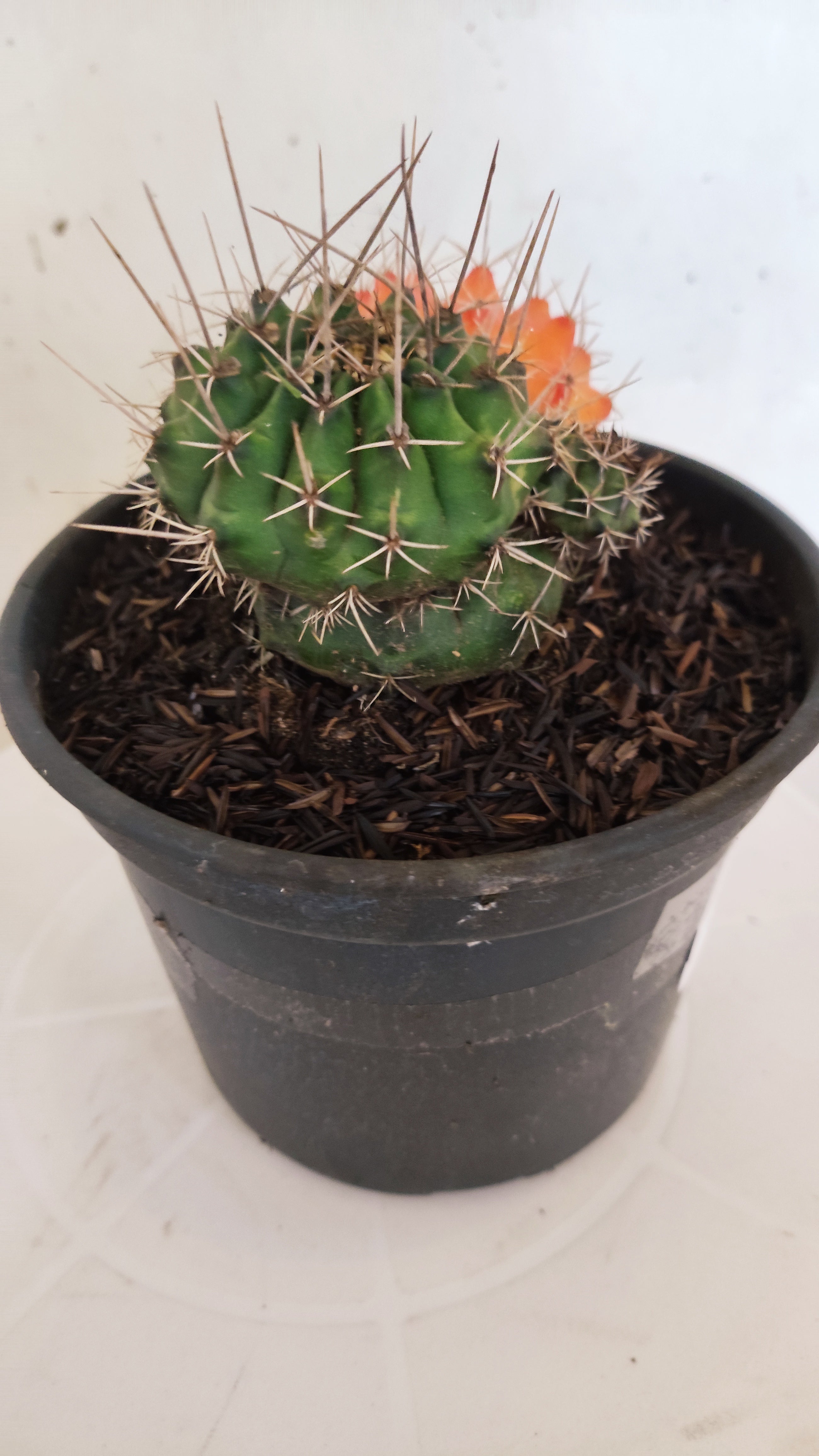 GYMNOCALYCIUM Mihanovichii "Variegata - Colônia" Nº 152 – vaso 15