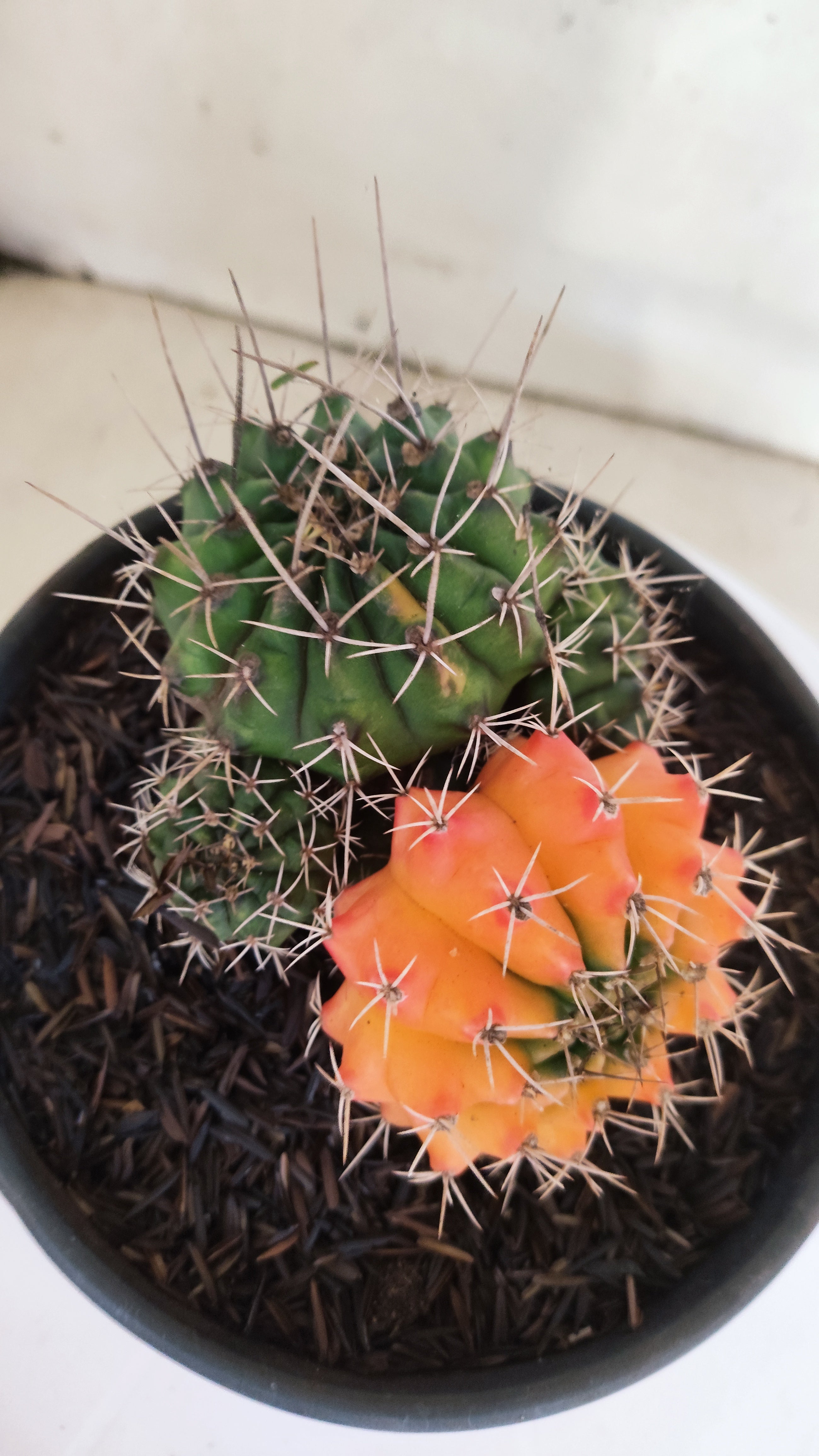 GYMNOCALYCIUM Mihanovichii "Variegata - Colônia" Nº 152 – vaso 15