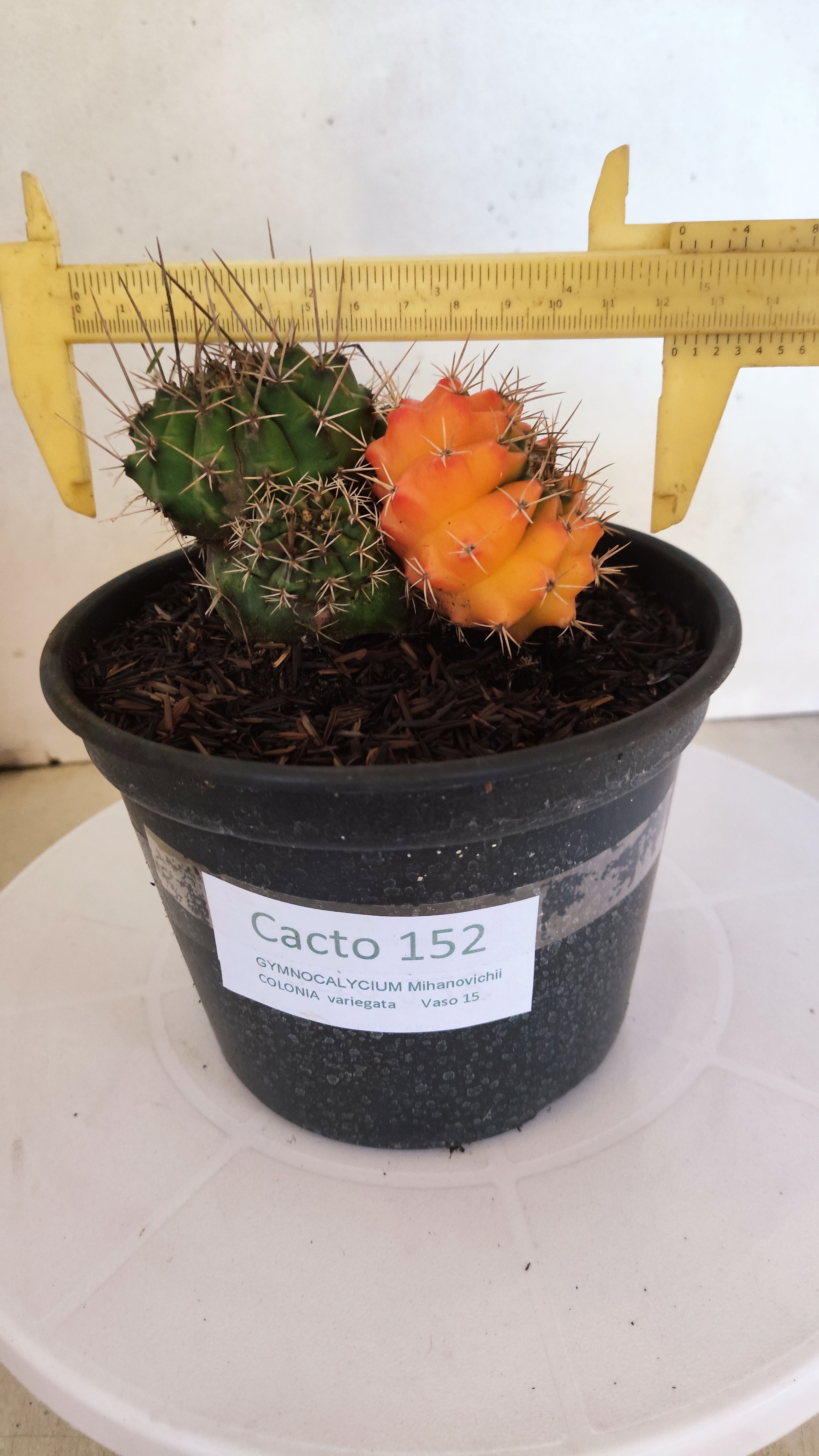 GYMNOCALYCIUM Mihanovichii "Variegata - Colônia" Nº 152 – vaso 15